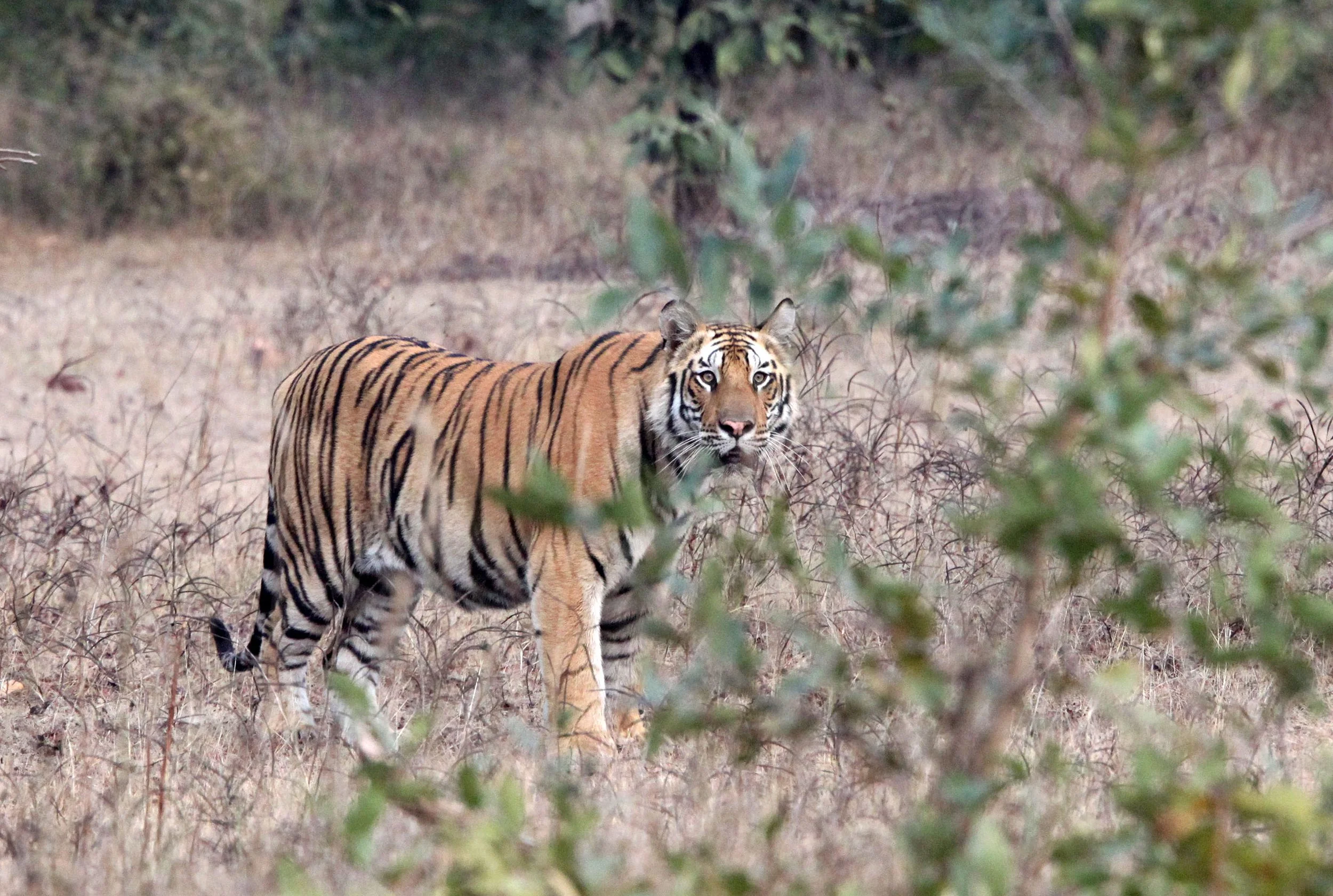 Panthera tigris tigris - BENGAL TIGER - BANDHAVGAR NATIONAL PARK MADHYA PRADESH INDIA (141).JPG