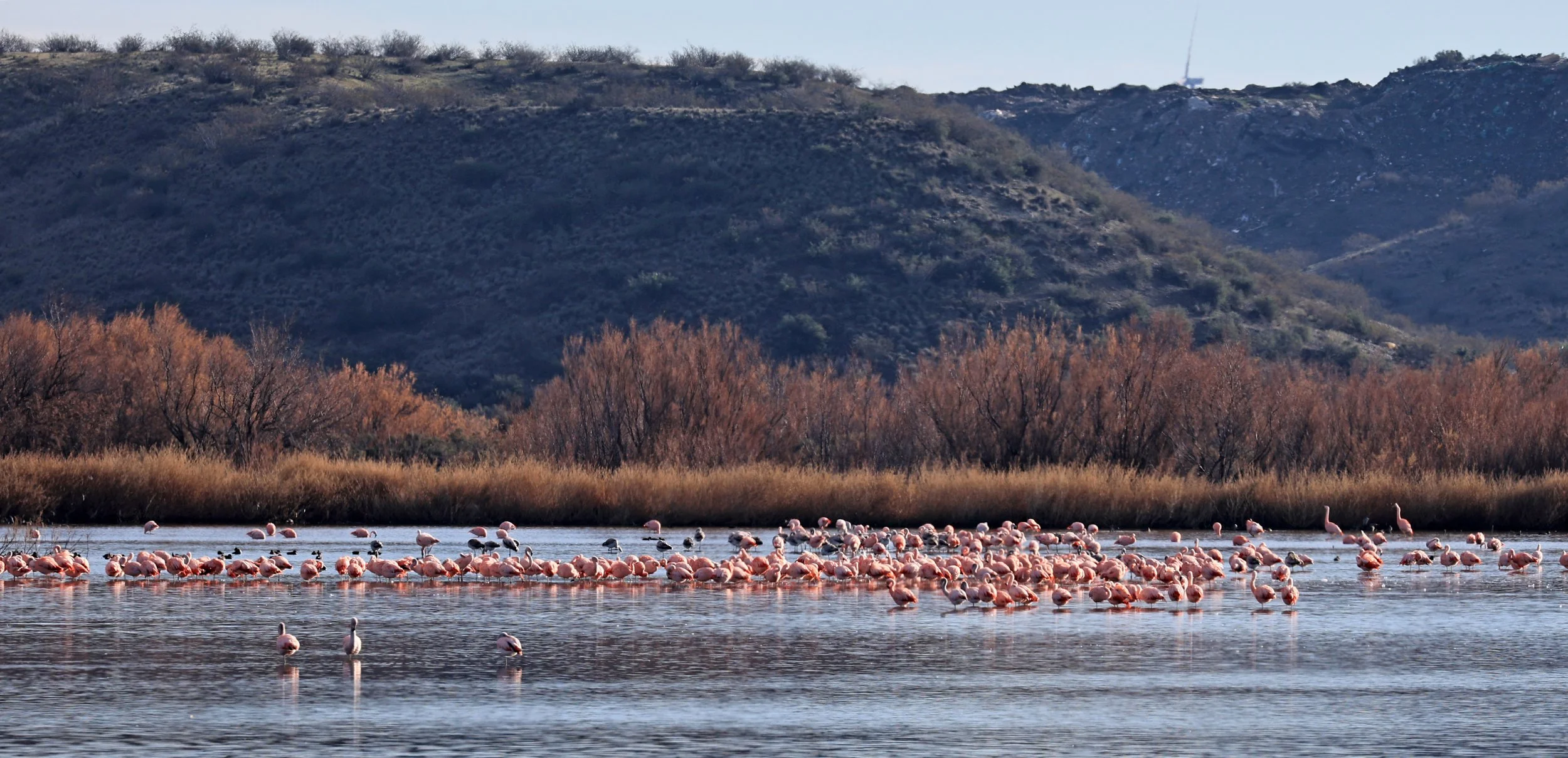 Chilean Flamingo (Phoenicopterus chilensis) Lagunas del Ornitólogo, Trelew Argentina (58).jpg