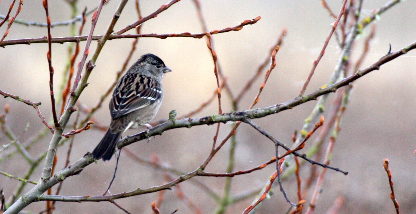 White-crowned Sparrow (Zonotrichia leucophrys) Sequim Dungeness Wetlands Olympic Peninsula (1).JPG