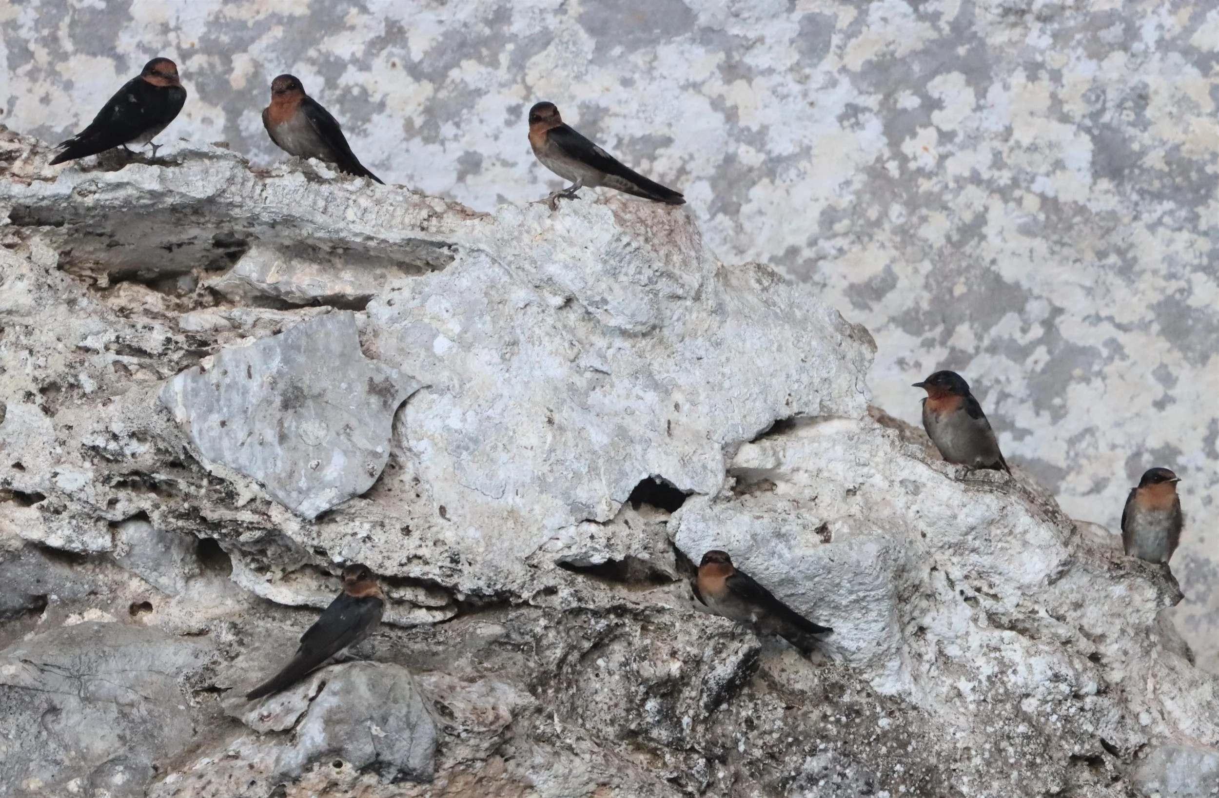 Barn Swallow (Hirundo rustica) Ao Phang Nga NP Thailand (15).jpg