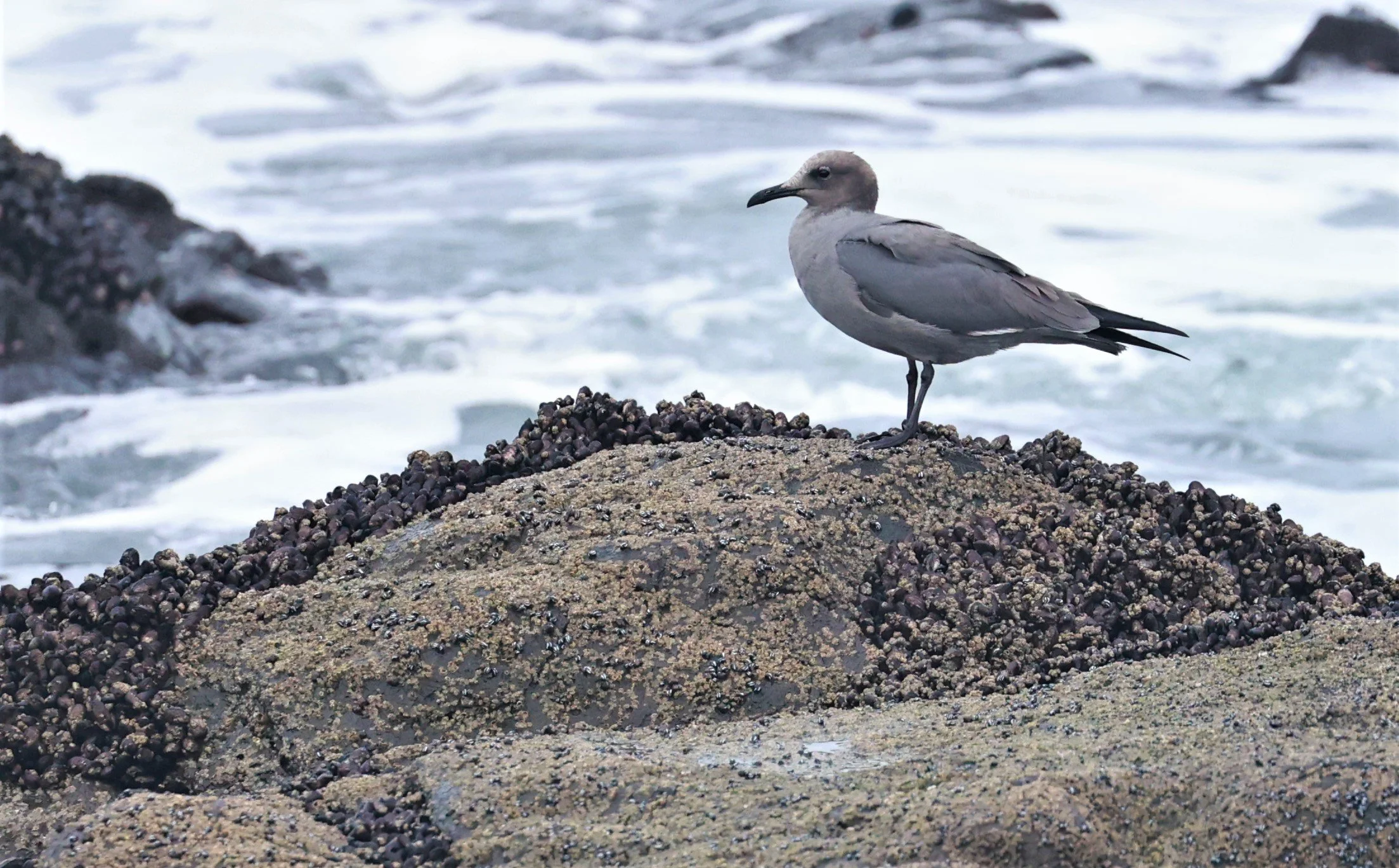 Gull - Gray Gull - Leucophaeus modestus - Arica Chile Coastline (19).jpg