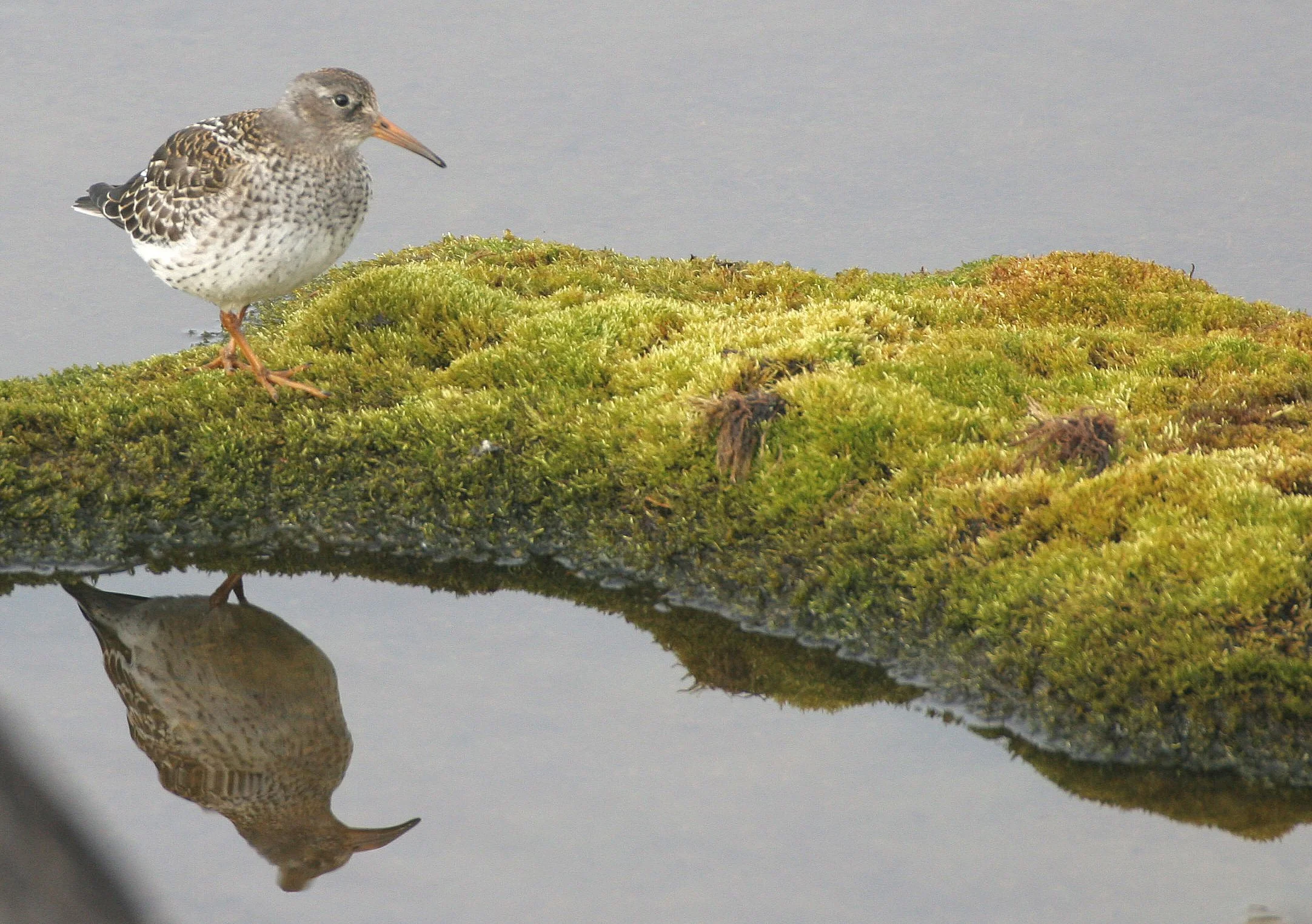 BIRD - SANDPIPER - PURPLE SANDPIPER - SVALBARD (19).jpg