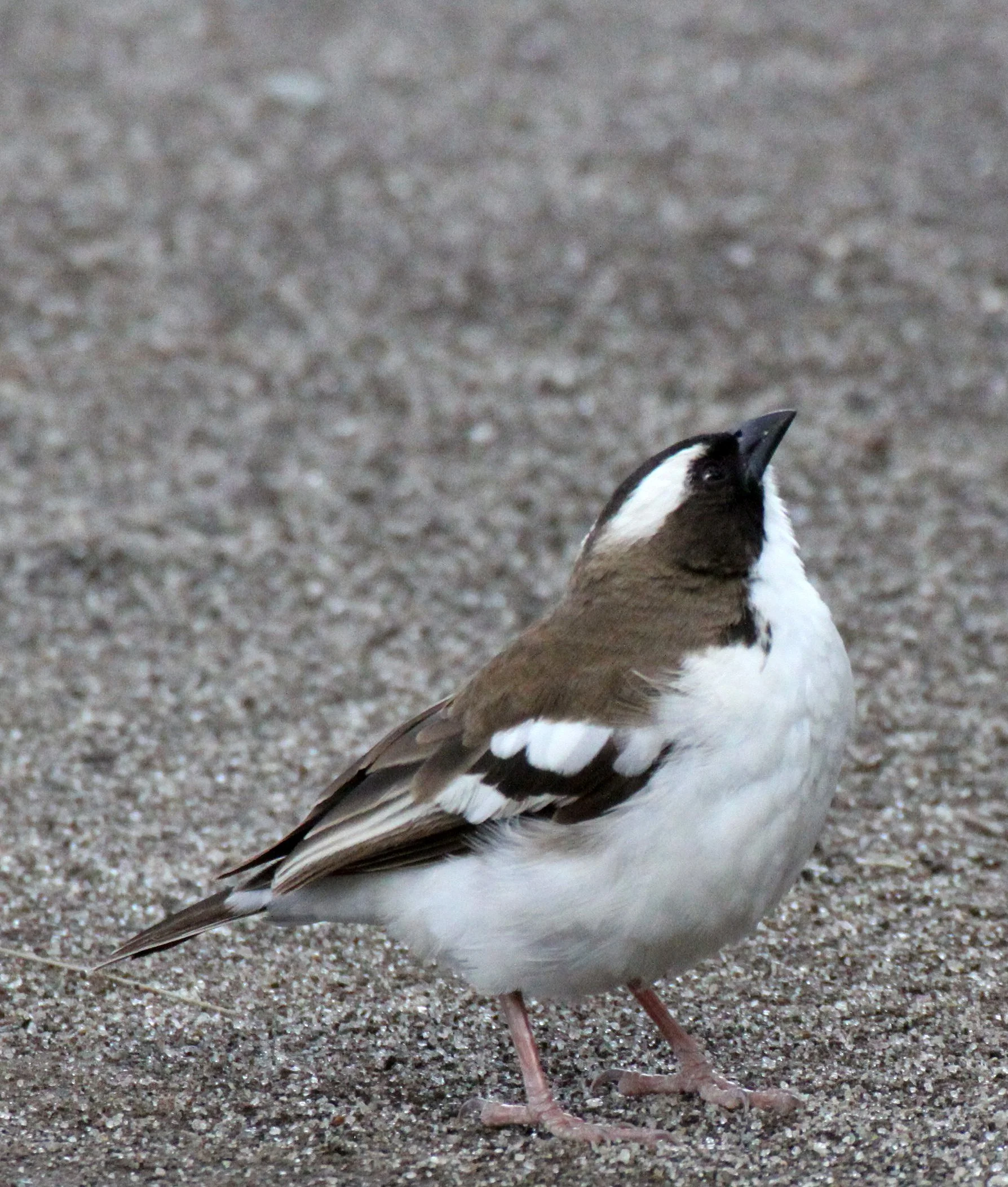 White-browed Sparrow-weaver (Plocepasser mahali) Ziway Lake Ethiopia (5).JPG