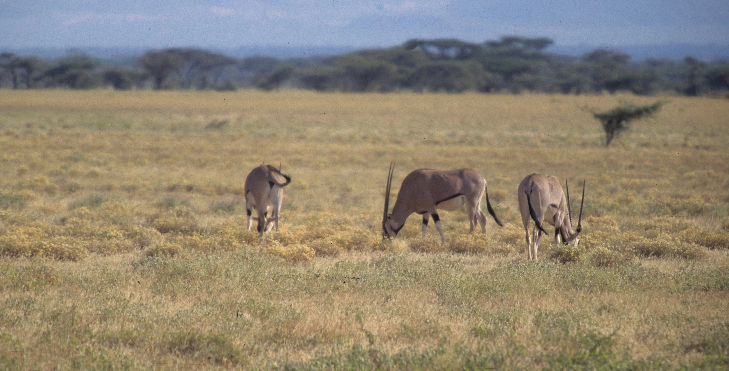 BOVID - ORYX - BEISA - SHABA (14).jpg