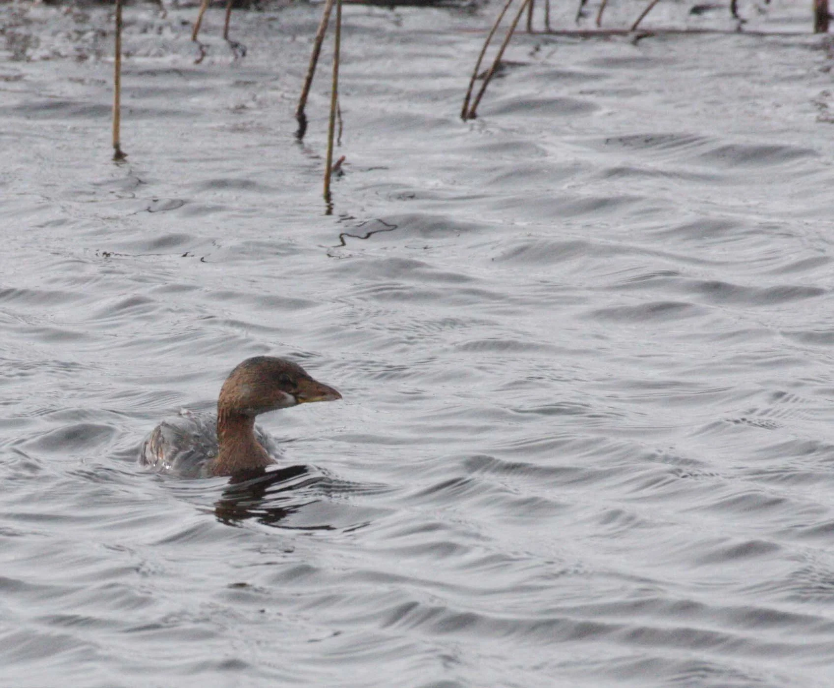 Pied-billed Grebe (Podilymbus podiceps) Jamestown Marsh Olympic Peninsula Washington (1).JPG