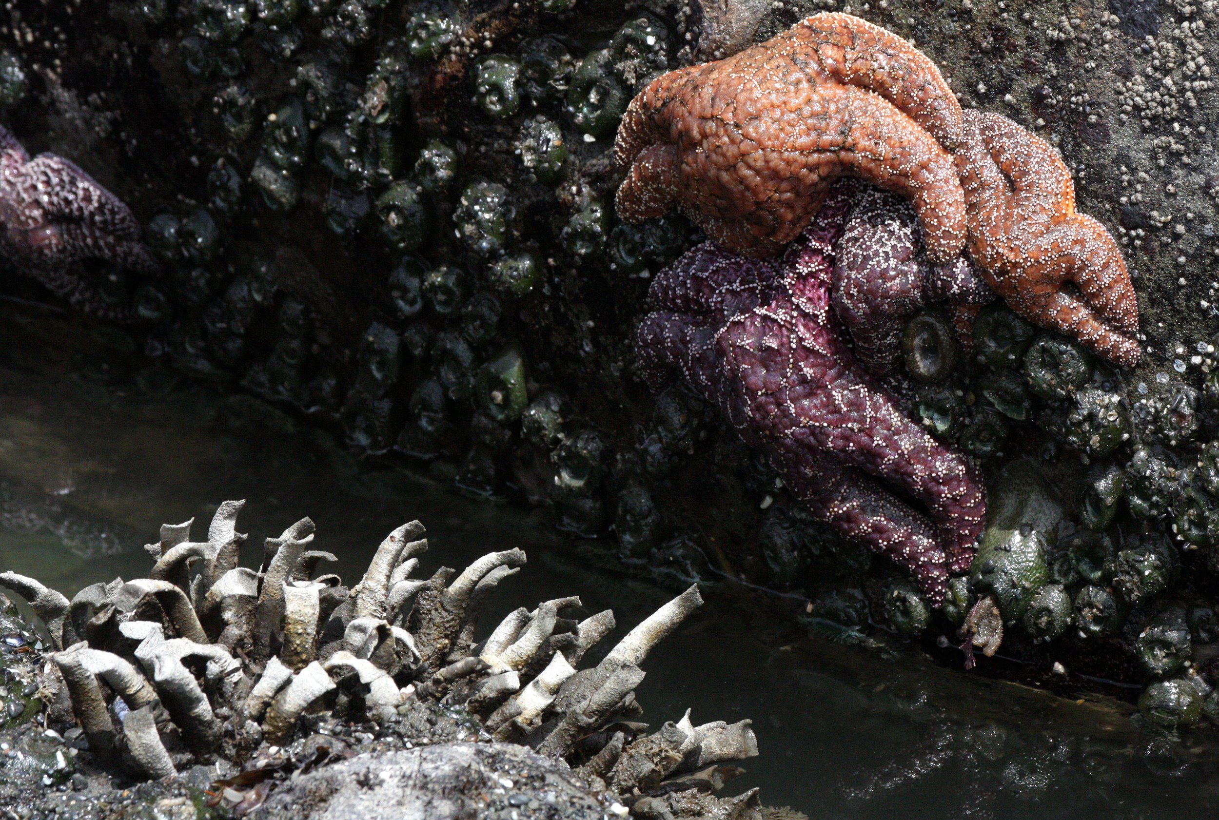 INVERT - MARINE INTERTIDAL - ANNELID - TUBE WORMS WITH OCHRE SEA STARS - BEACH FOUR ONP.JPG