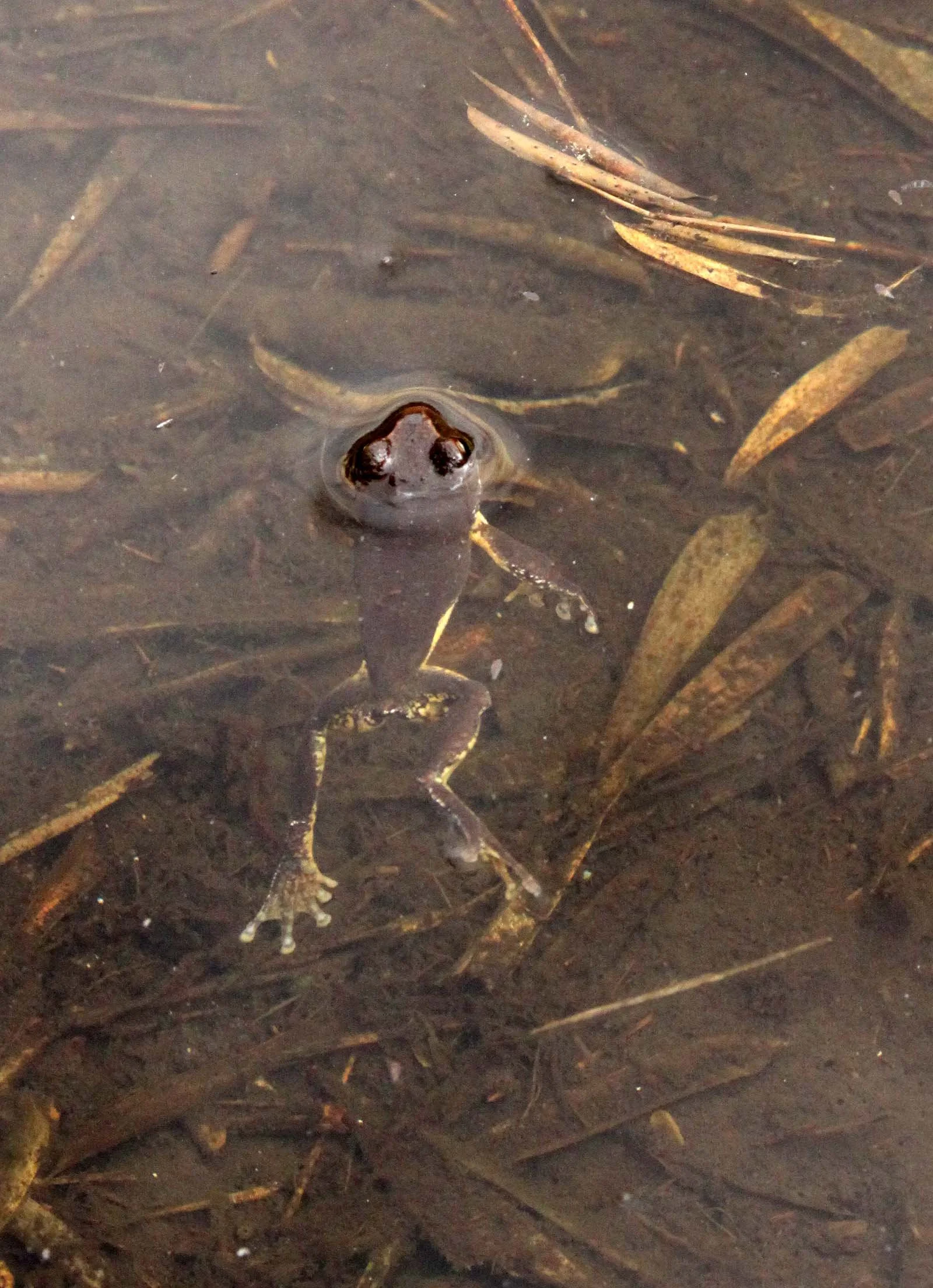 AMPHIBIAN - FROG SPECIES - WAWU SHAN GEOPARK SICHUAN CHINA (2).JPG