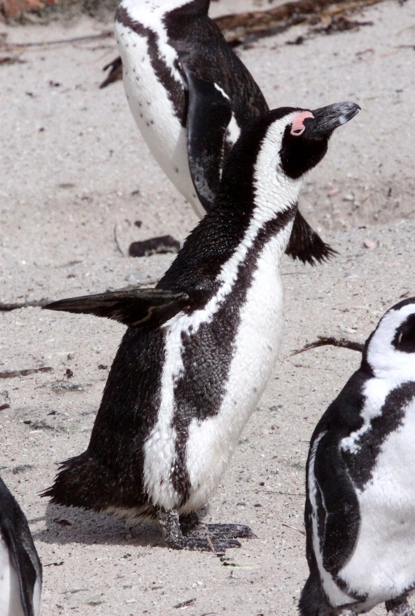 Jackass or African Penguin (Spheniscus demersus) Simon's Town Rookery, Table Mountain NP South Africa (97).JPG