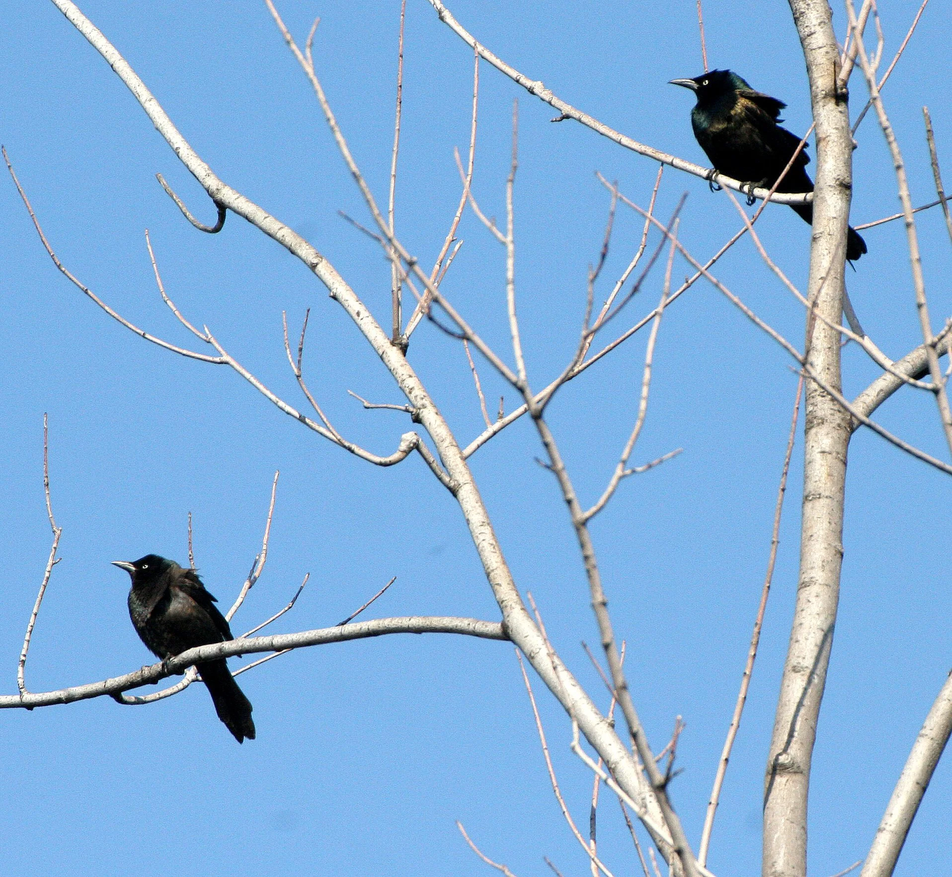 Common Grackle (Quiscalus quiscula) West Chicago Marsh Illinois (6).JPG