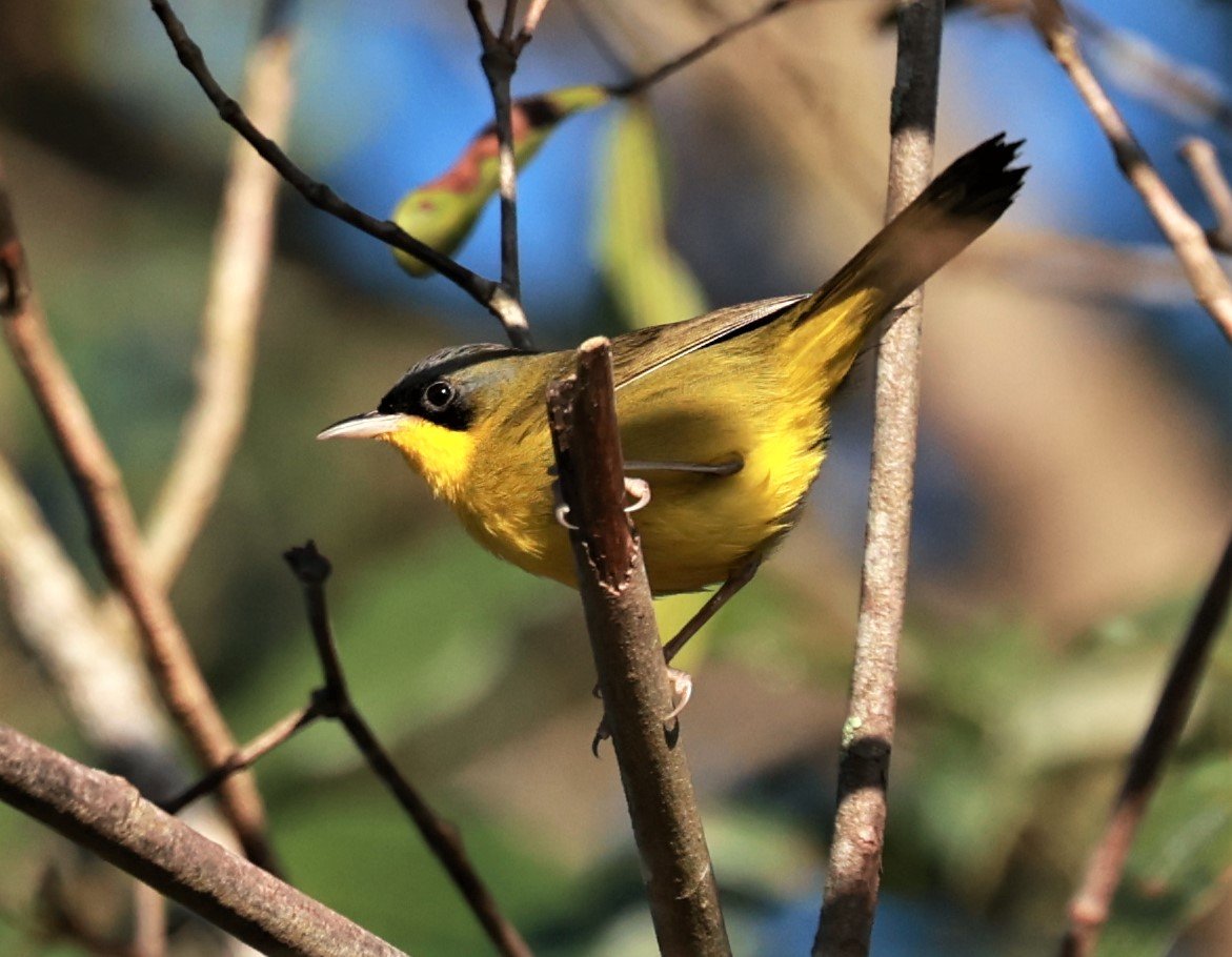 Masked Yellowthroat (Geothlypis aequinoctialis) Brazil