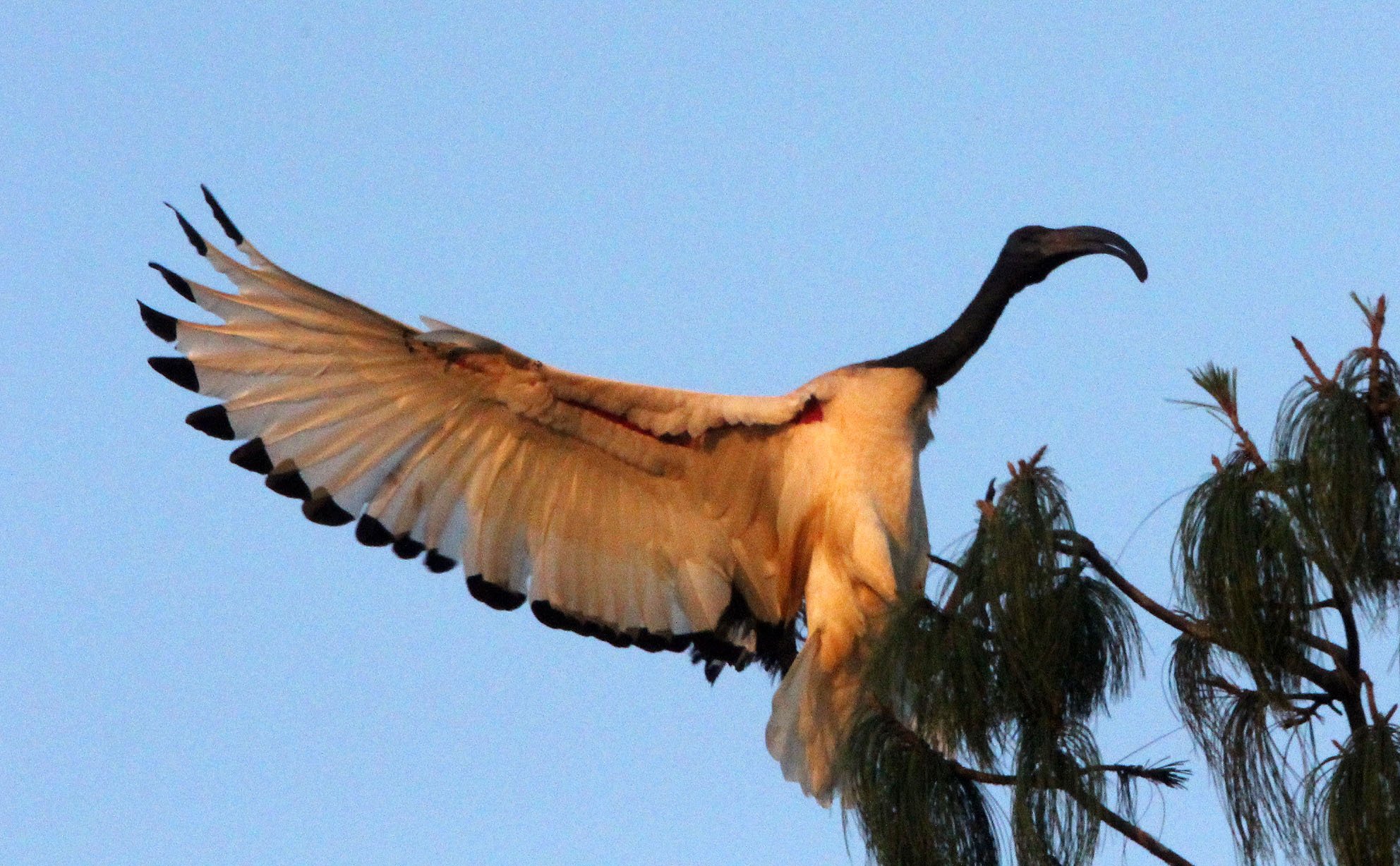 IBIS - AFRICAN SACRED IBIS - Threskiornis aethiopicus - NYUNGWE NATIONAL PARK RWANDA (557).JPG