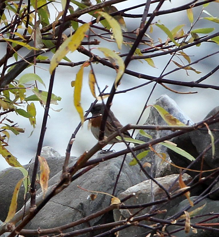 Robin Accentor (Prunella rubeculoides) Hemis NP Ladakh India (2).JPG