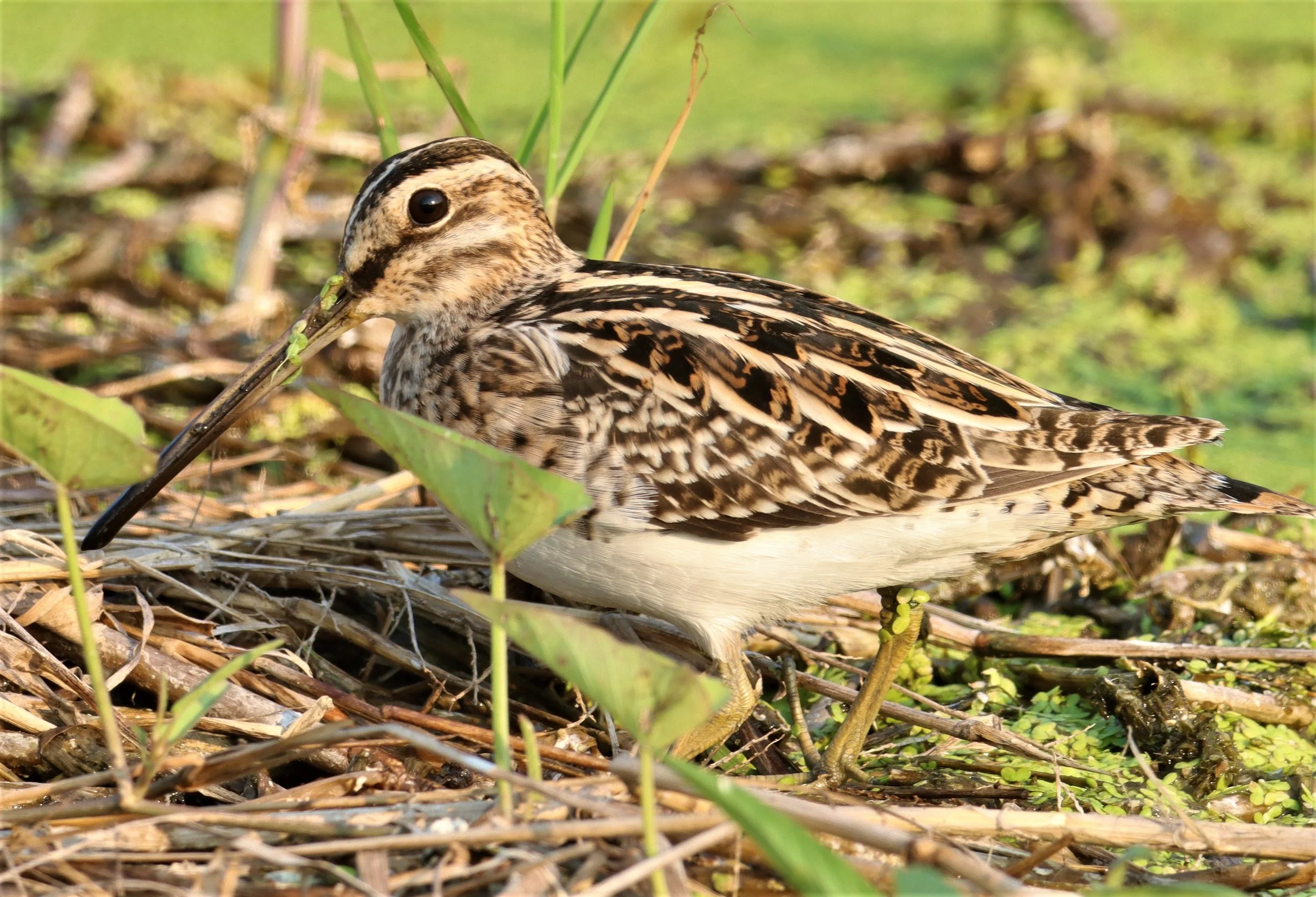 SNIPE - COMMON SNIPE - Gallinago gallinago - LAT KRABANG WETLANDS NEAR BKK (114).jpg