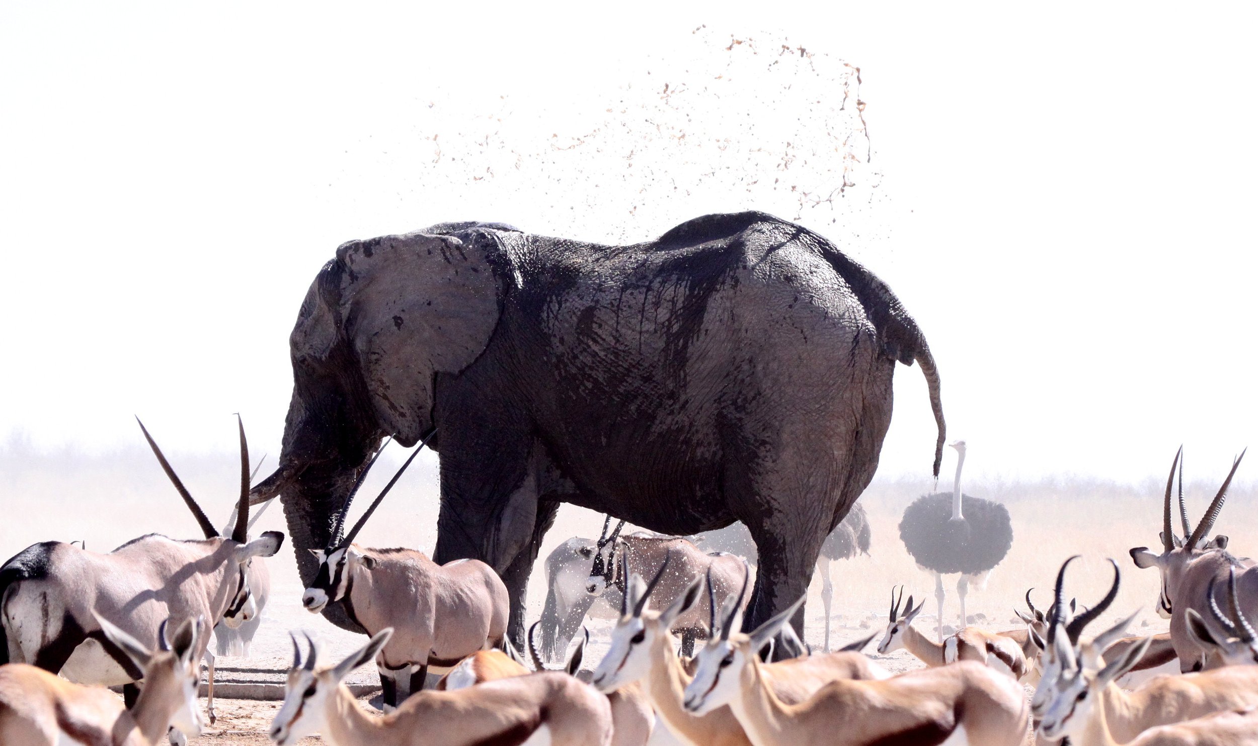ELEPHANT - AFRICAN ELEPHANT - ETOSHA NATIONAL PARK NAMIBIA (32).JPG