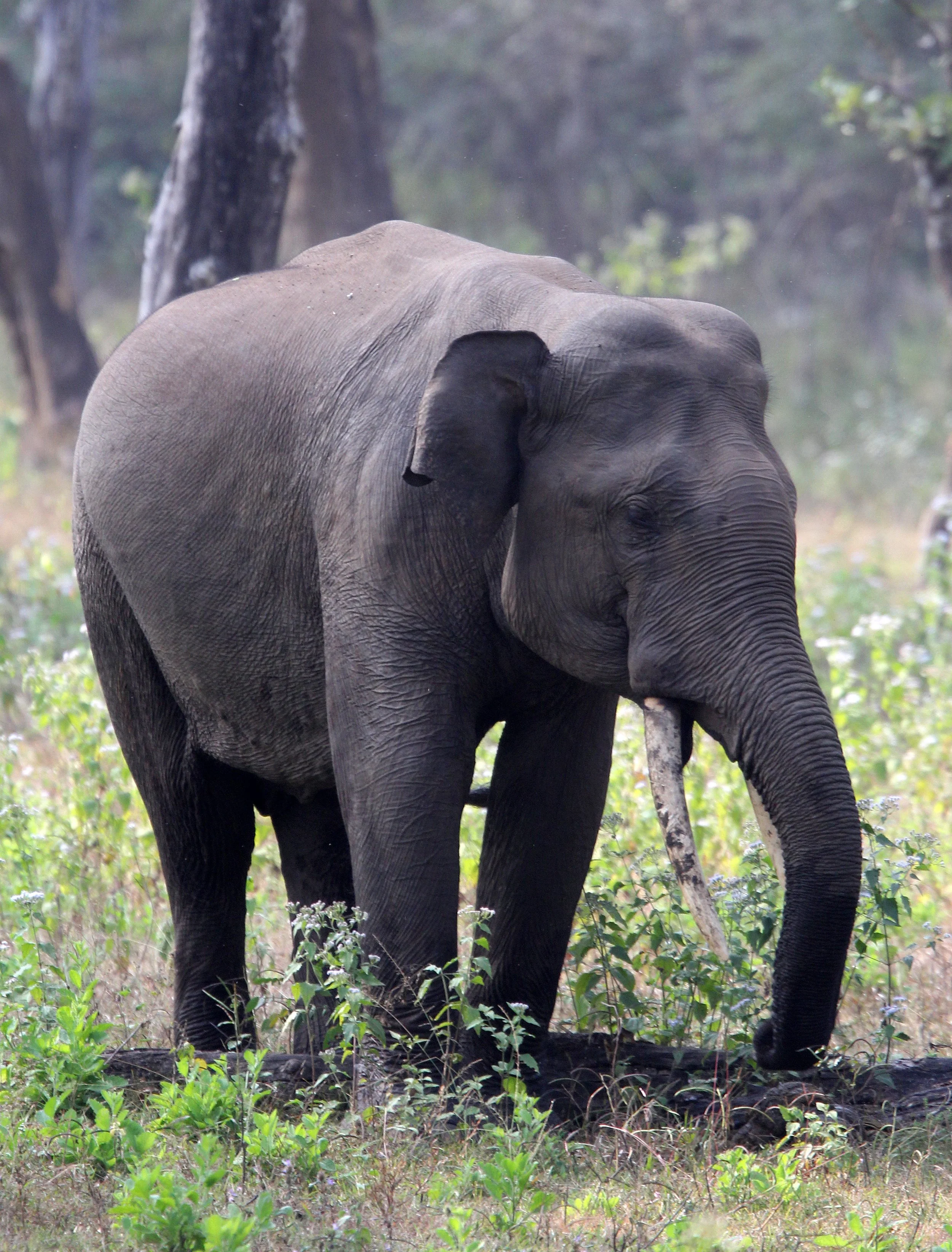 ELEPHANT - ASIAN OR INDIAN ELEPHANT - THOLPETTY RESERVE WAYANAD KERALA INDIA (6).JPG