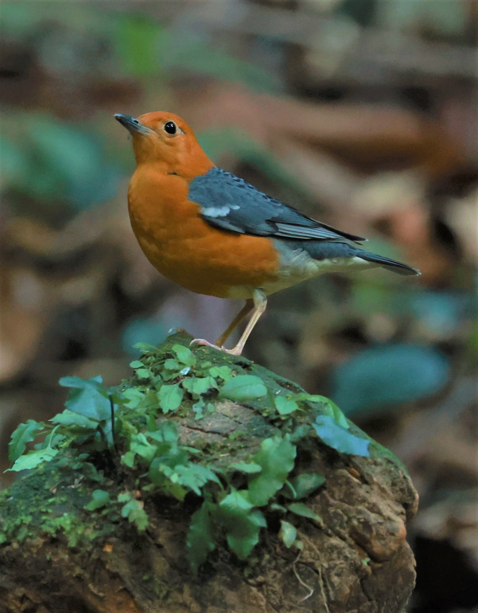 Orange-headed Thrush (Zoothera citrina) Si Phang Nga National Park, Thailand Feb 18-19, 2023 (34).jpg