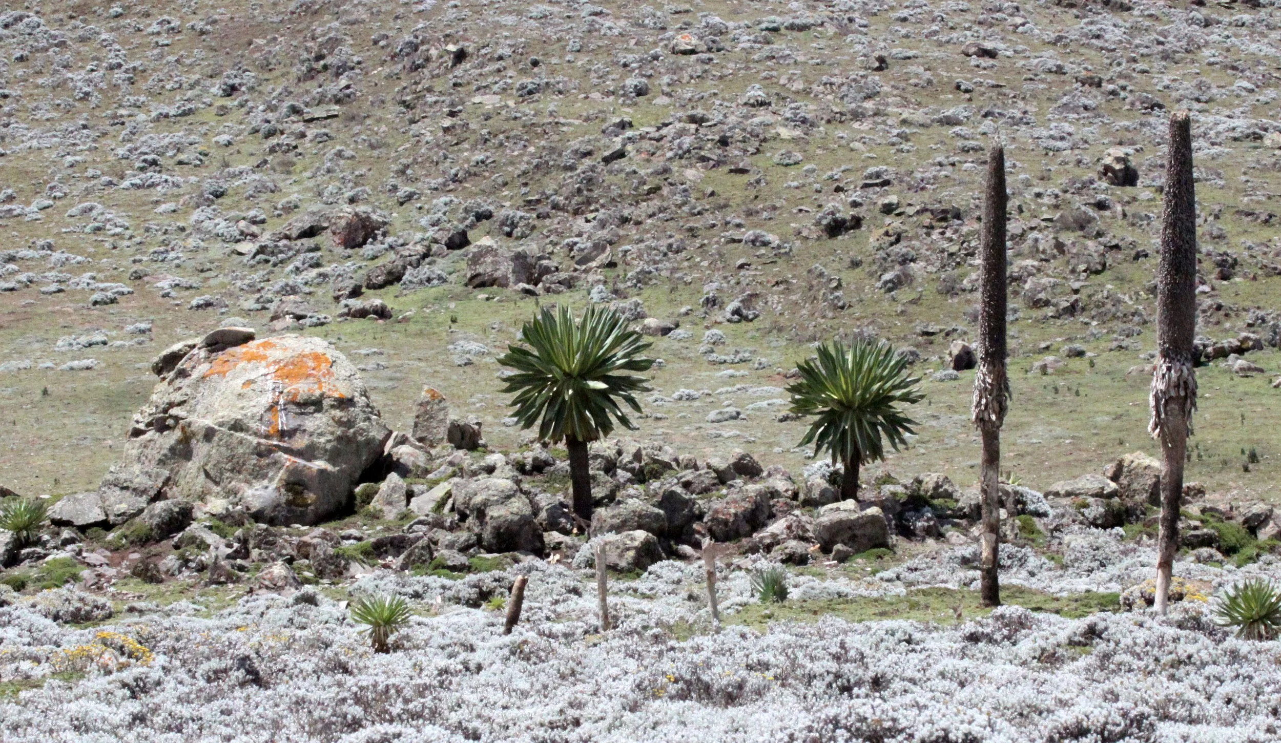 BALE MOUNTAINS NATIONAL PARK ETHIOPIA (64).JPG