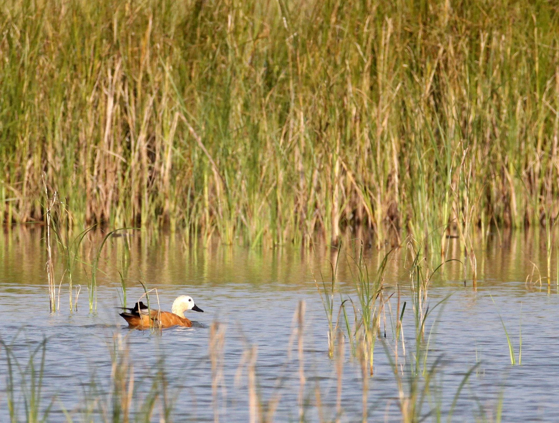 SHELDUCK - RUDDY SHELDUCK  - Tadorna ferruginea - LITTLE RANN OF KUTCH GUJARAT INDIA (7).JPG