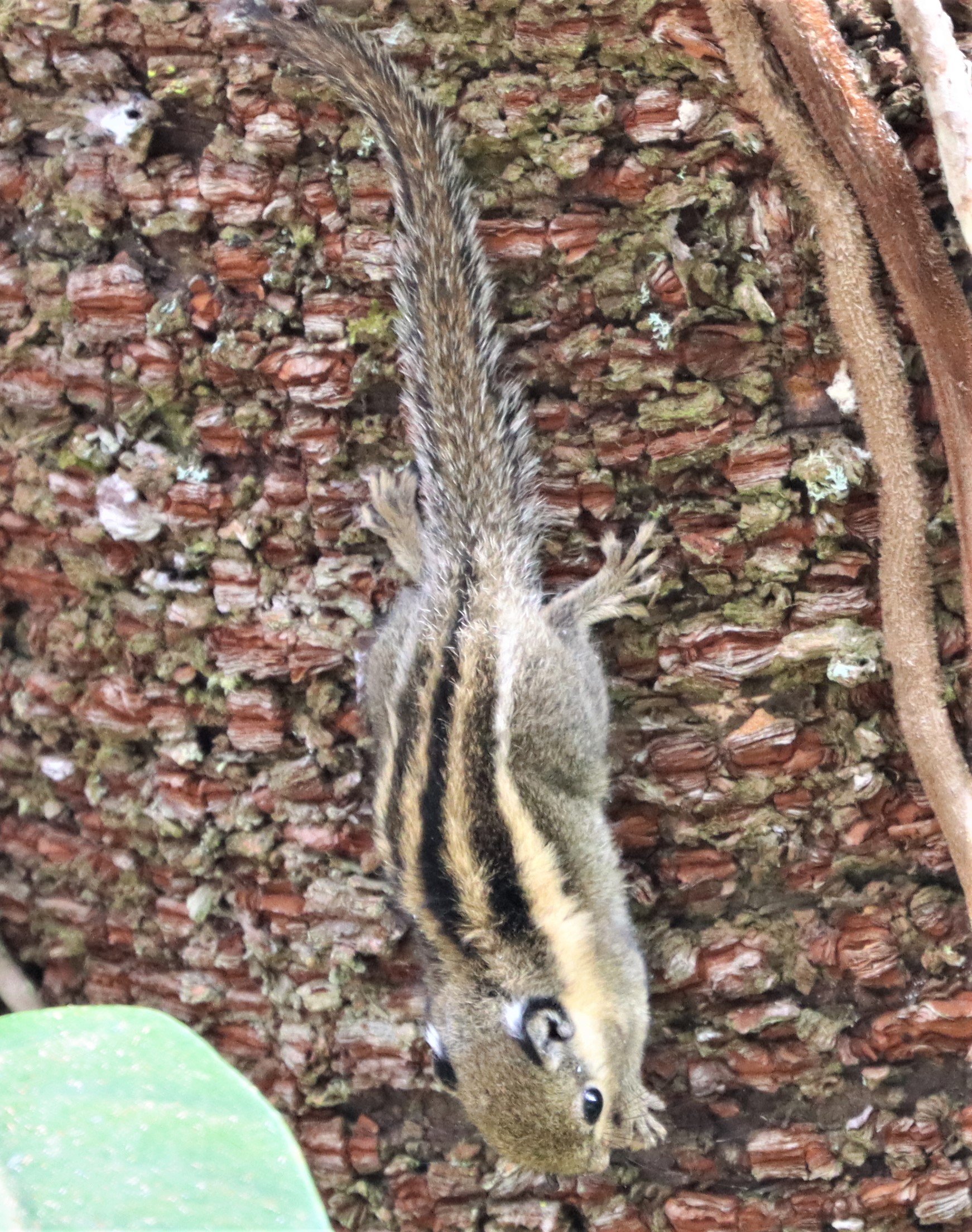 Tamiops mcclellandii - WESTERN OPR HIMALYAN STRIPED SQUIRREL - DOI INTHANON LOWER ELEVATIONS (5).jpg