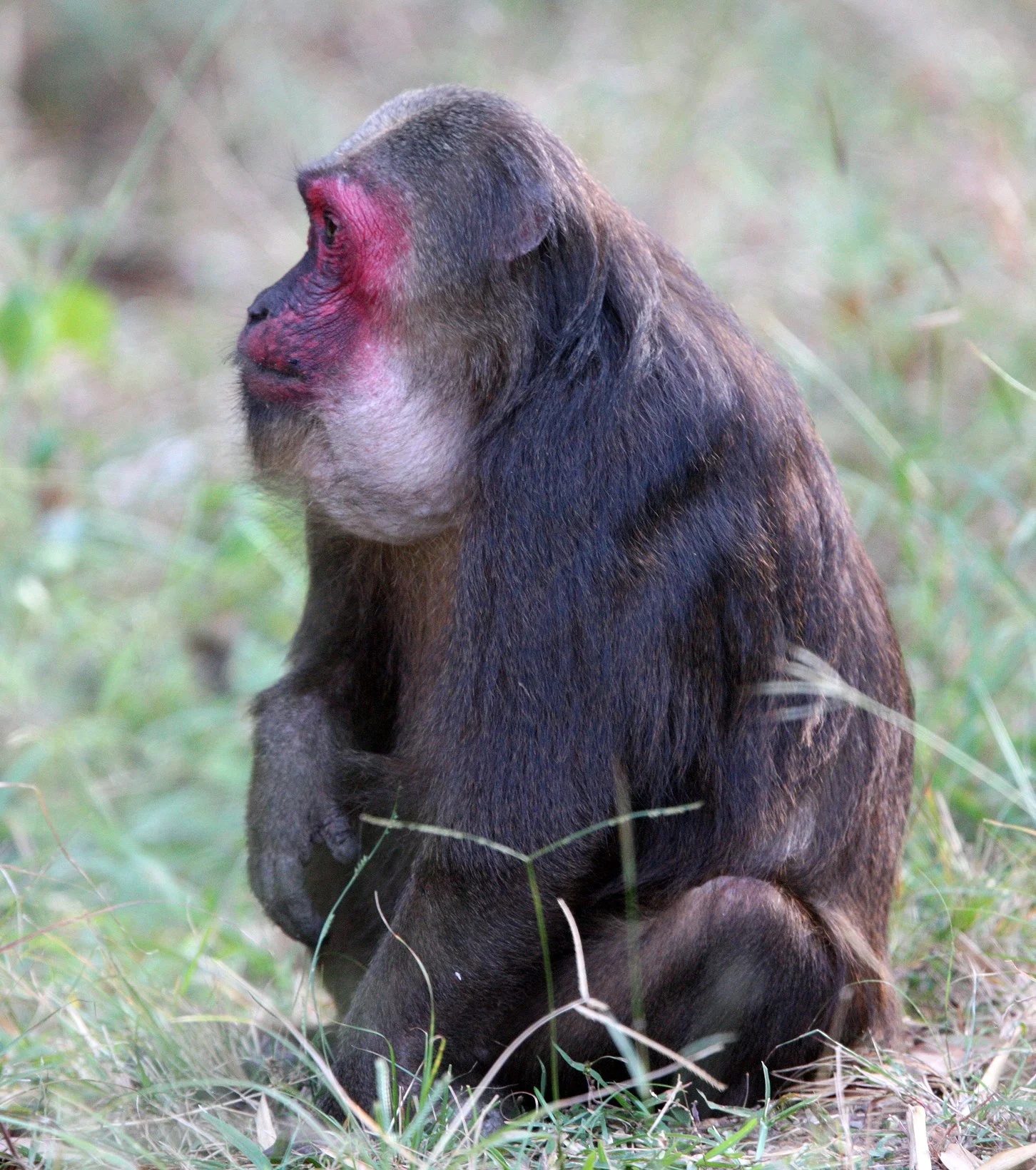 CERCOPITHECIDAE - Macaca arctoides - STUMP-TAILED MACAQUE - KAENG KRACHAN NATIONAL PARK THAILAND (50).JPG
