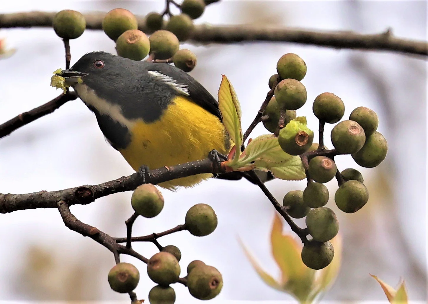 FLOWERPECKER - YELLOW-BELLIED FLOWERPECKER - Dicaeum melanozanthum - DOI INTHANON NP CHIANG MAI, DEC 2021 (17).JPG
