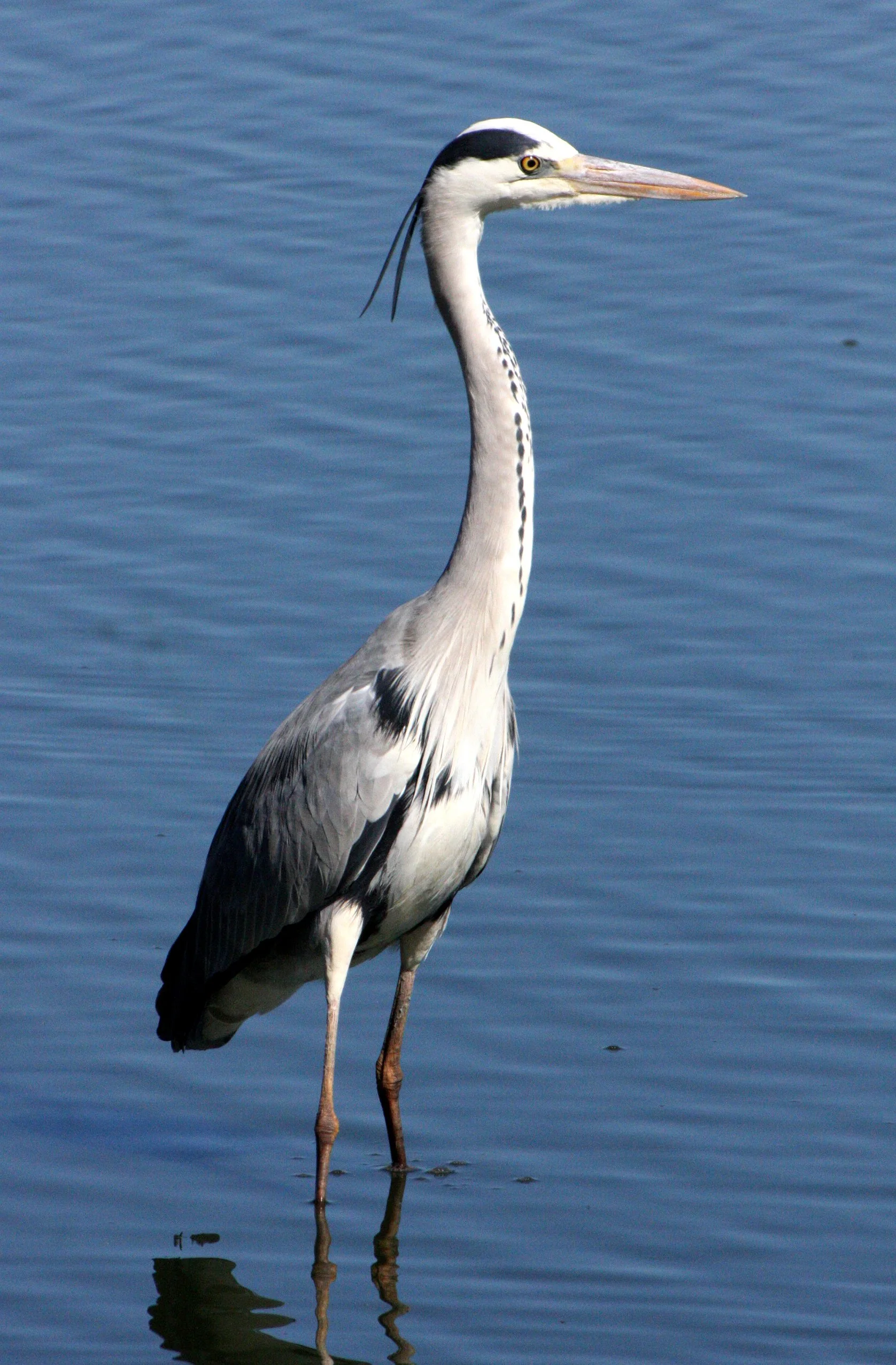 HERON - GREY HERON - Ardea cinerea - KRUGER NATIONAL PARK SOUTH AFRICA (17).JPG