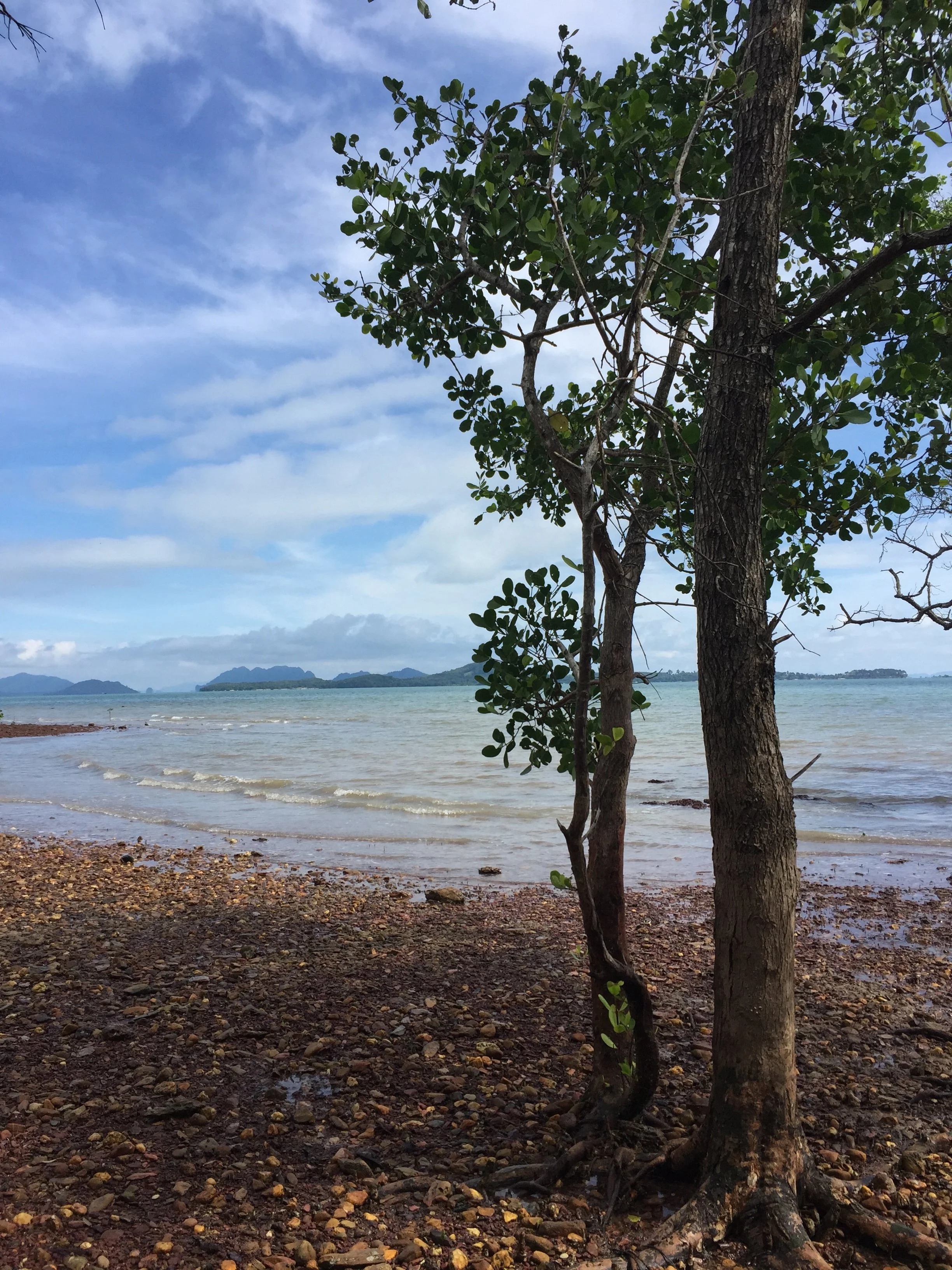 2015 Koh Lanta Garden & Nature (305).jpg