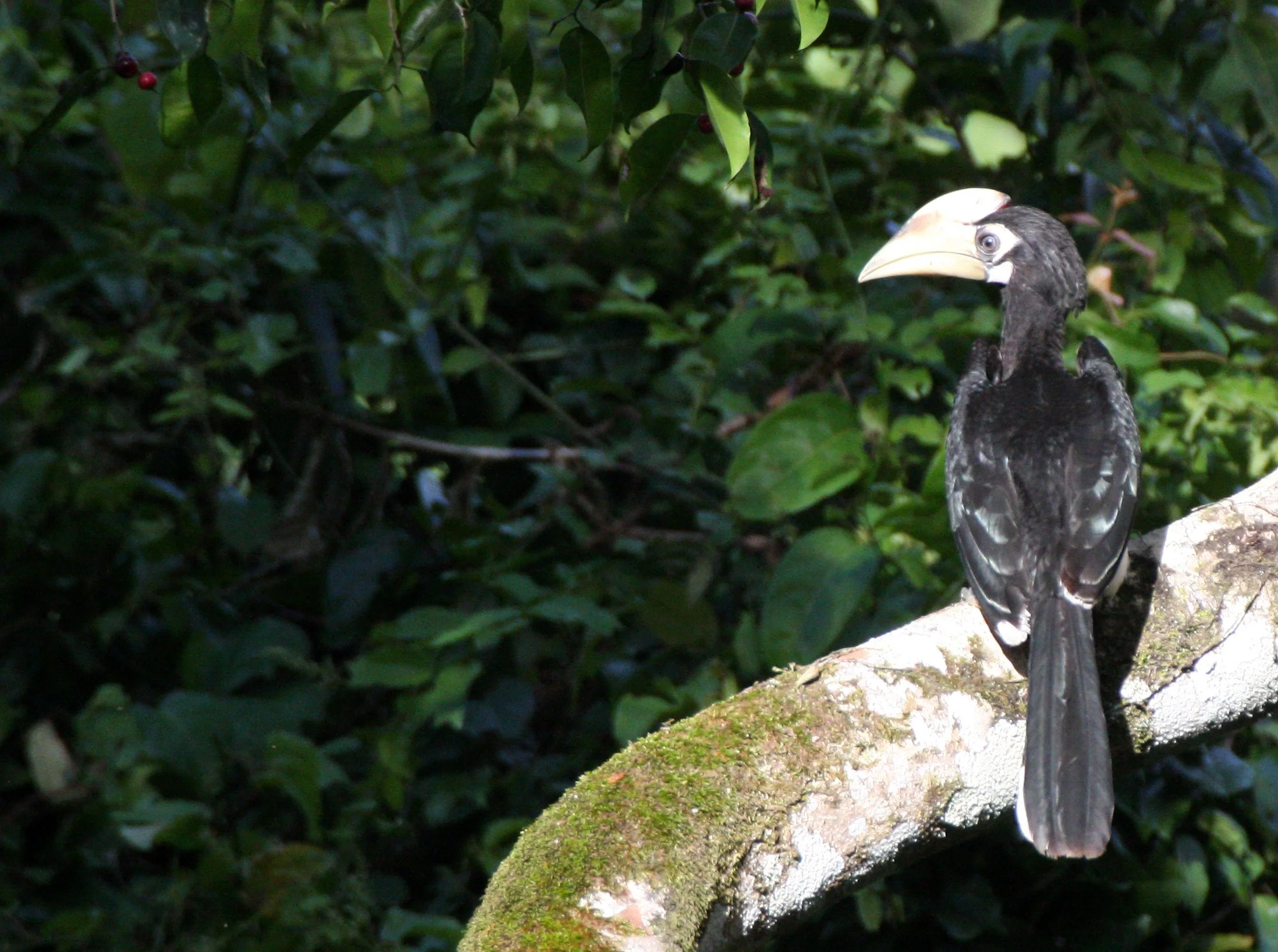 HORNBILL - ORIENTAL PIED HORNBILL - Anthracoceros albirostris - KAENG KRACHAN NP THAILAND (49).JPG