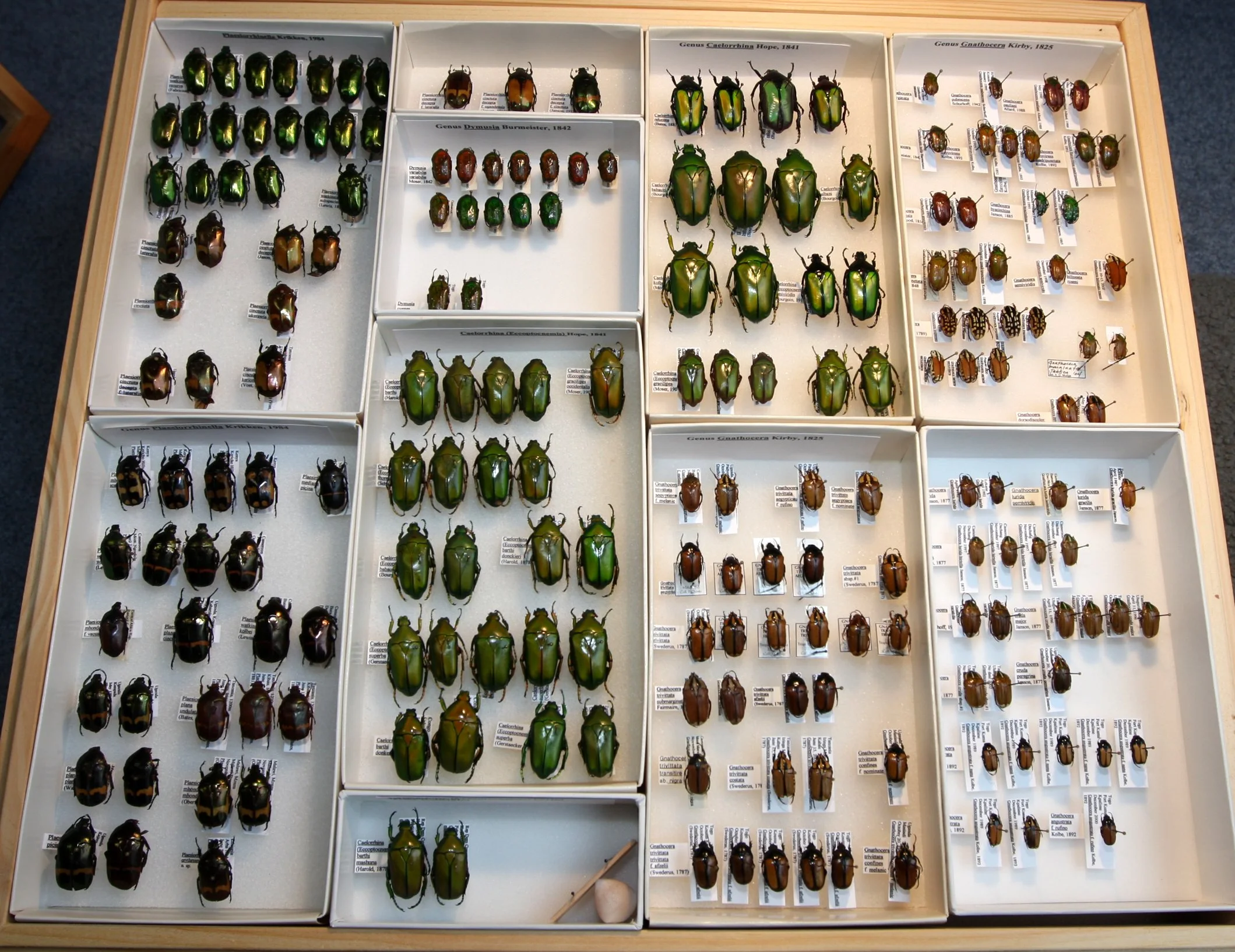 Cetoniinae 20 – Goliathini – misc African species.JPG