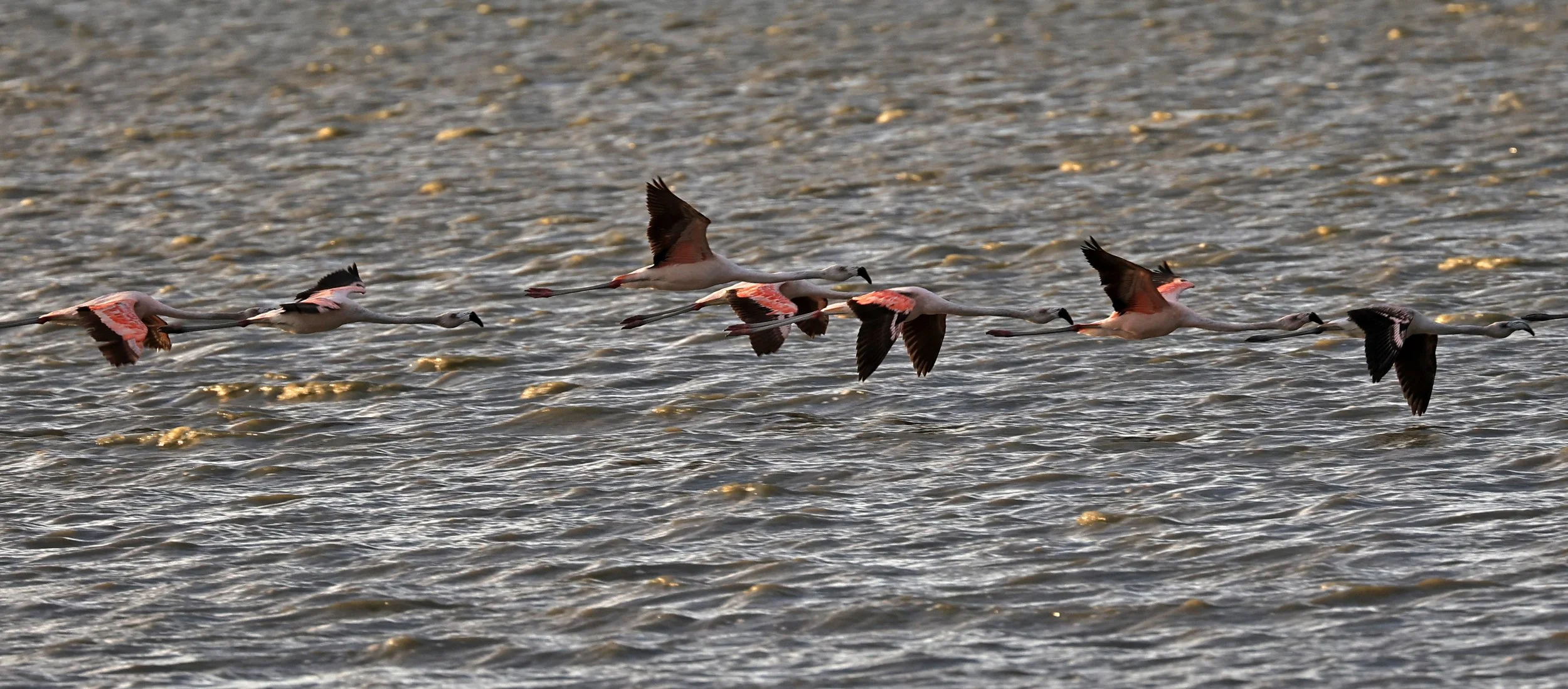 Chilean Flamingo (Phoenicopterus chilensis) Chaco Lodge & Laguna Salada Paraguay (77).jpg