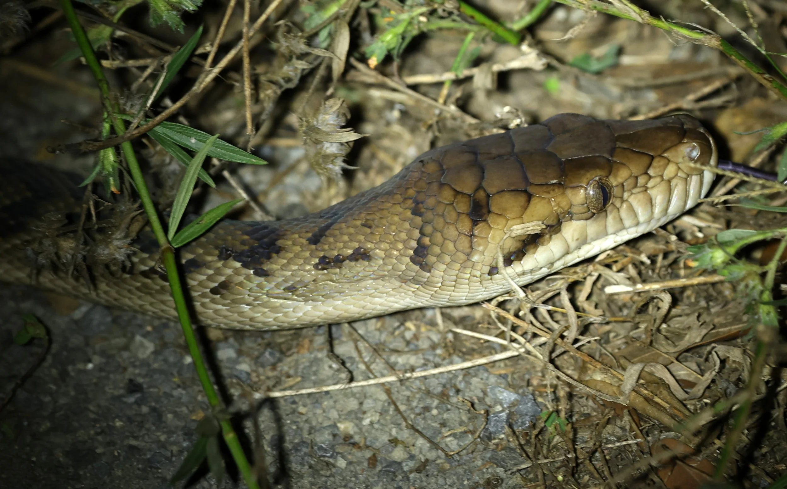 Amethystine or Australian Scrub Python (Simalia kinghorni) Road to Lions Den Restaurant - Queensland (6).jpg