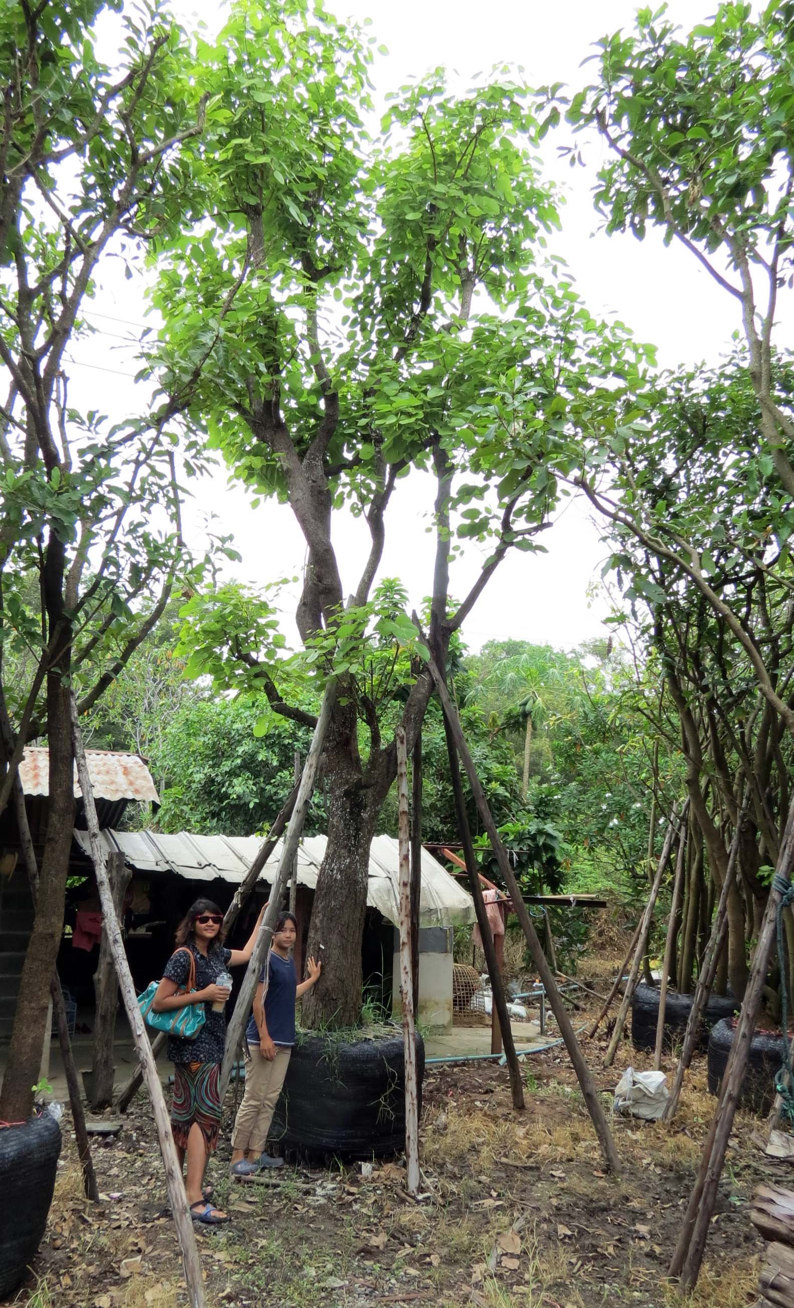 2013 Nakhon Nayok Nursery Region Khlong 15 Area (1).JPG