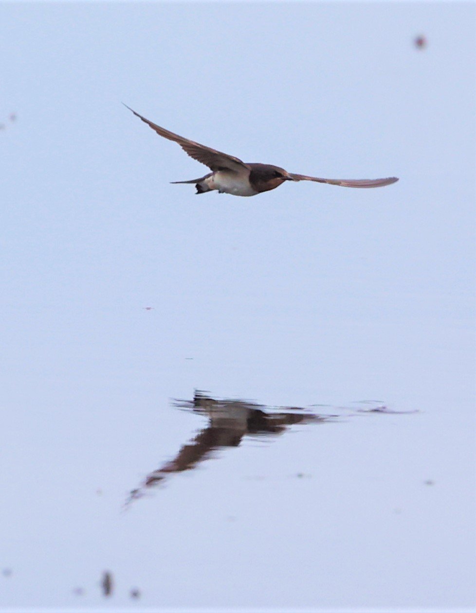 Barn Swallow (Hirundo rustica) Thap Yao Rice Fields Lat Krabang Bangkok (32).jpg