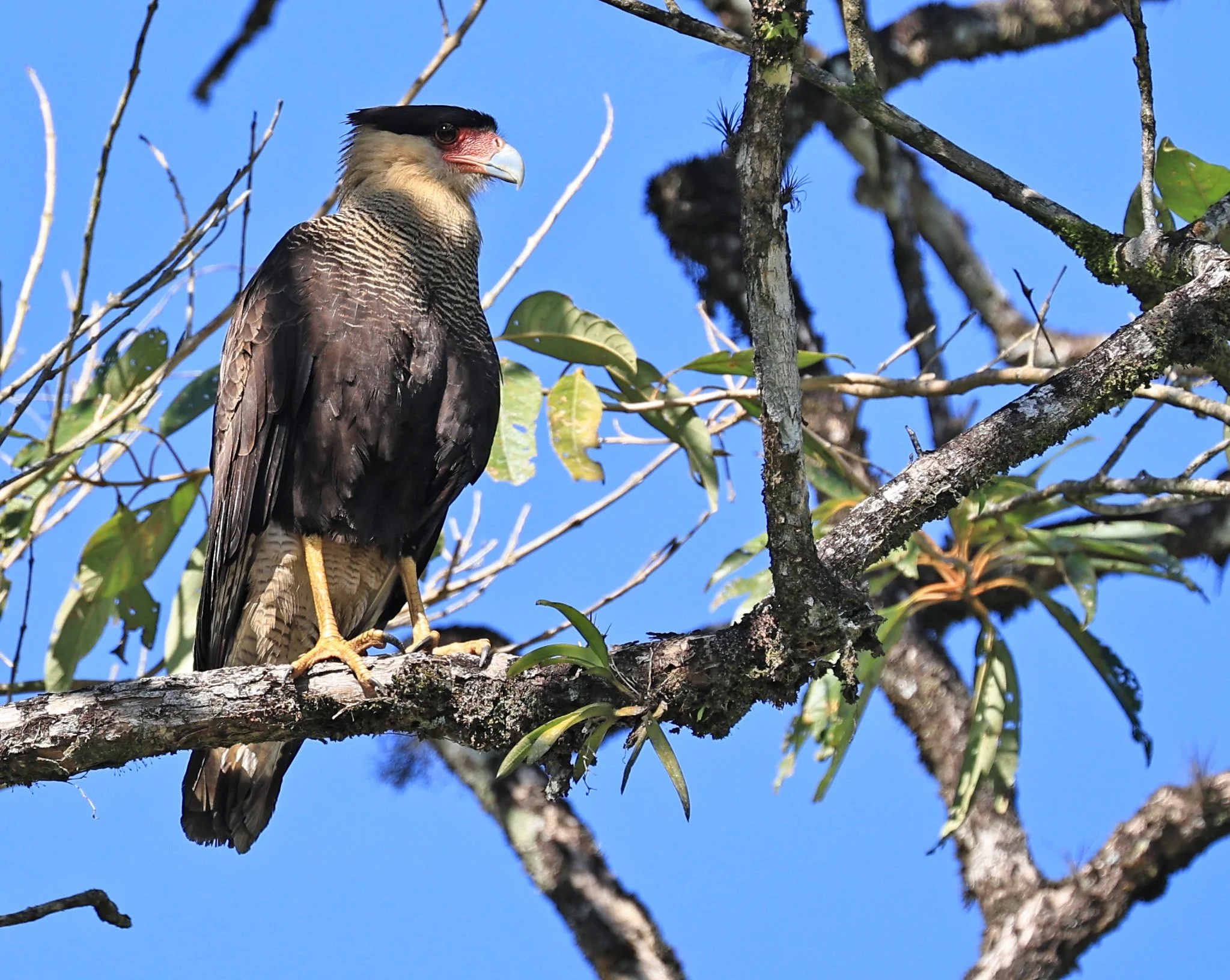 Crested Caracara (Caracara plancus) Superagui National Park