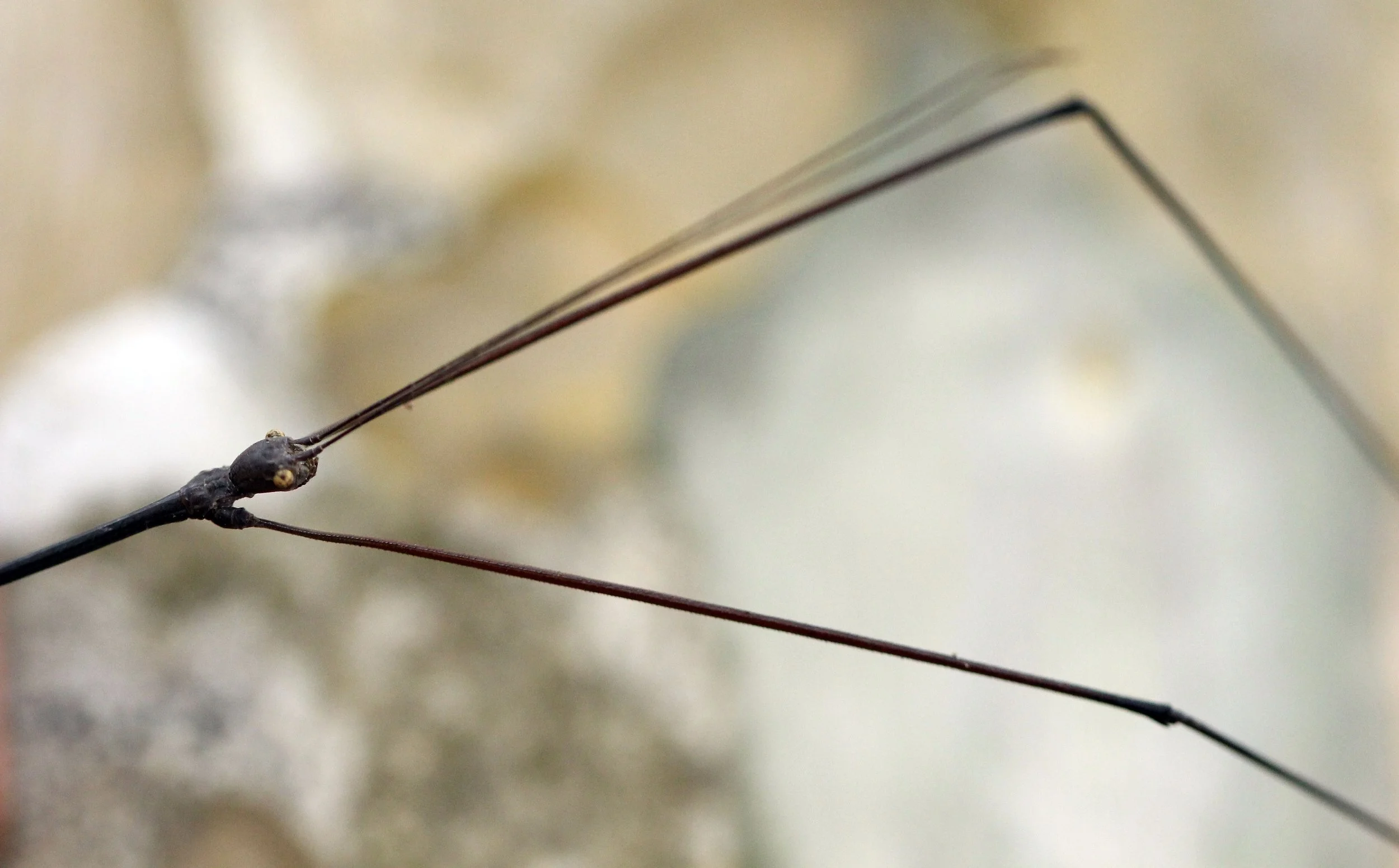 Phasmatodea - Walking Stick species - Koh Lanta, Thailand (26).JPG