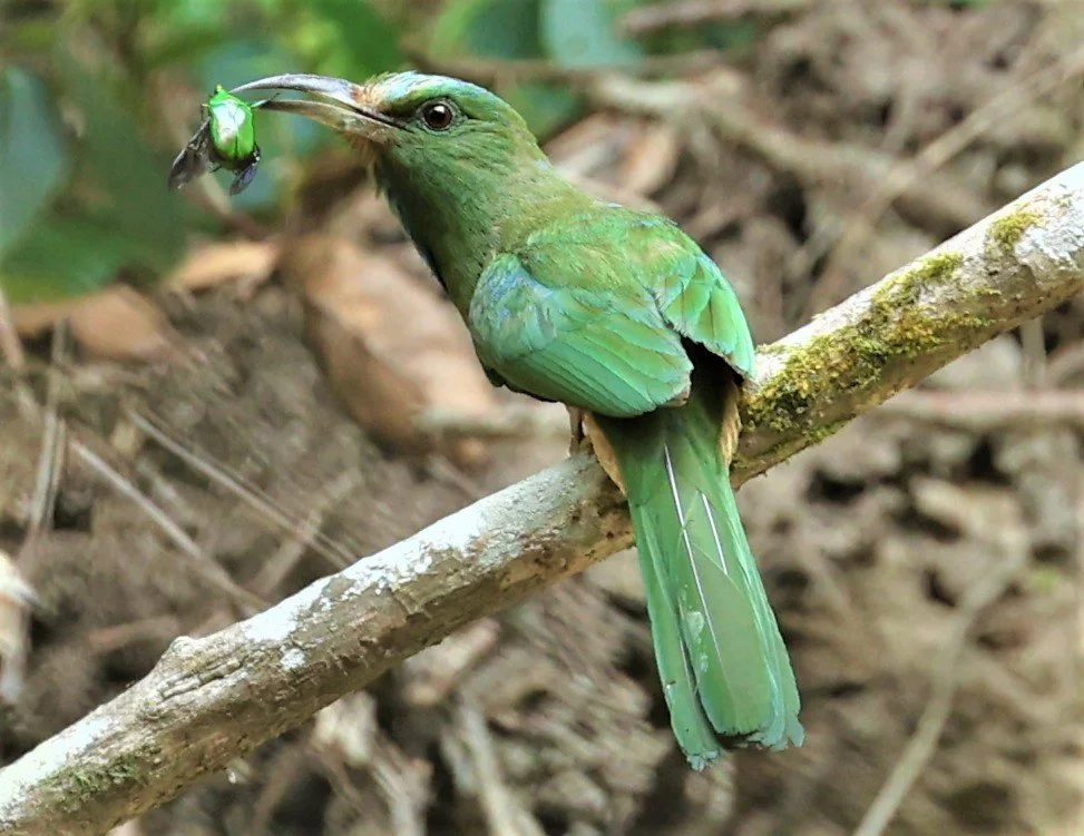 BEE-EATER - BLUE-BEARDED BEE-EATER - Nyctyornis amictus - CHONG YEN CAMPSITE MAE WONG NP MAY 1 2022 (2).jpg