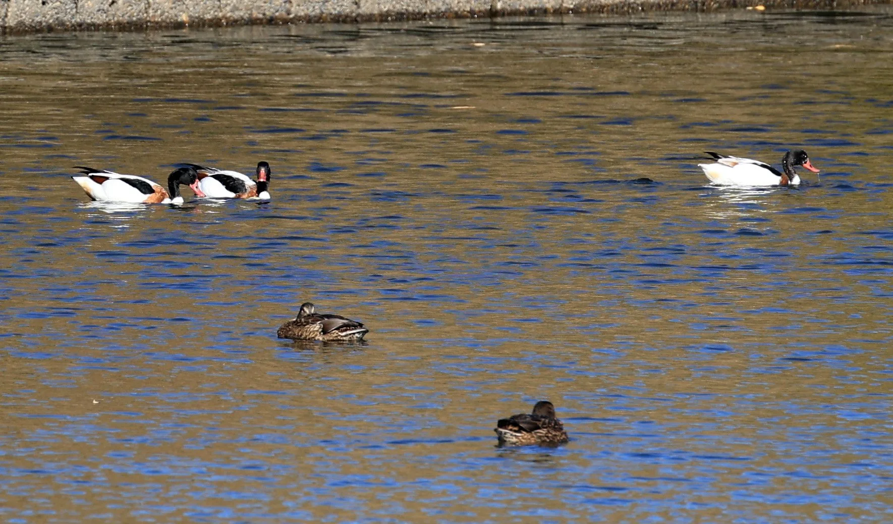 Common Shelduck (Tadorna tadorna) Shimotonda Sadowaracho Birding Ponds Miyazaki Kyushu Japan (7).jpg