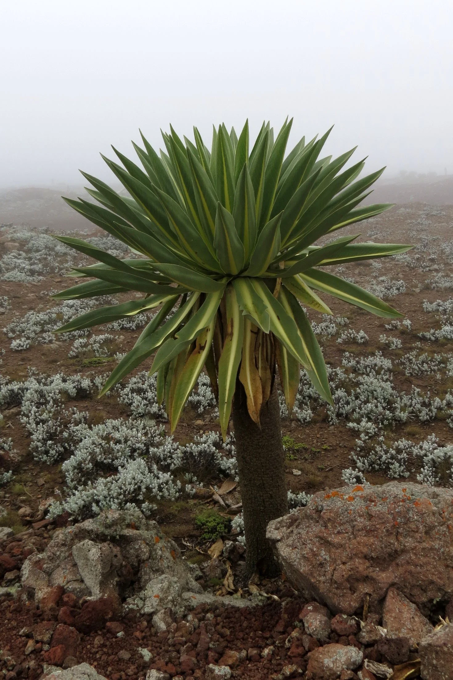 BALE MOUNTAINS NATIONAL PARK - SANETTI PLATEAU - ETHIOPIA (61).JPG