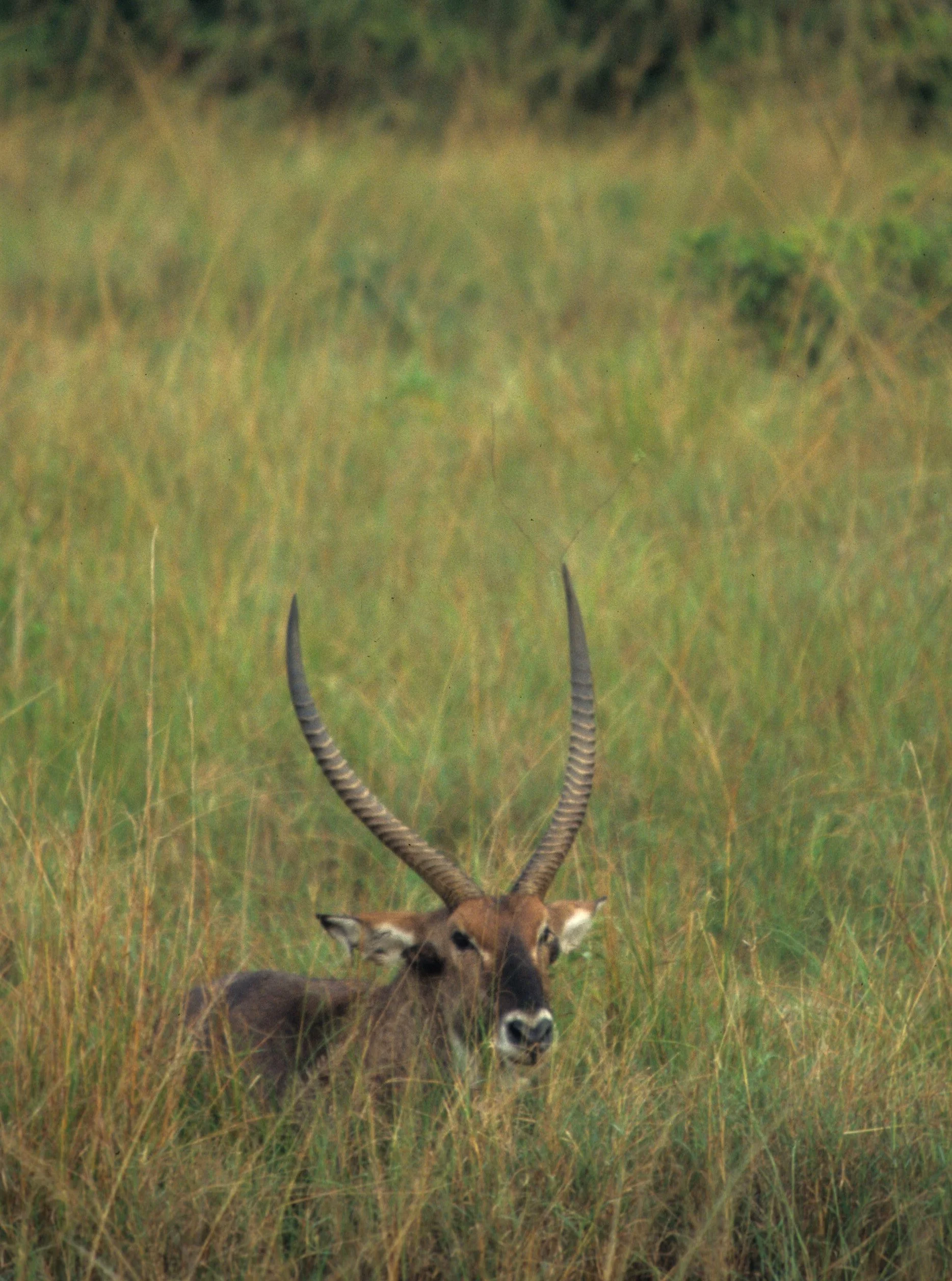 BOVID - WATERBUCK - DEFASSA - UGANDA (12).jpg