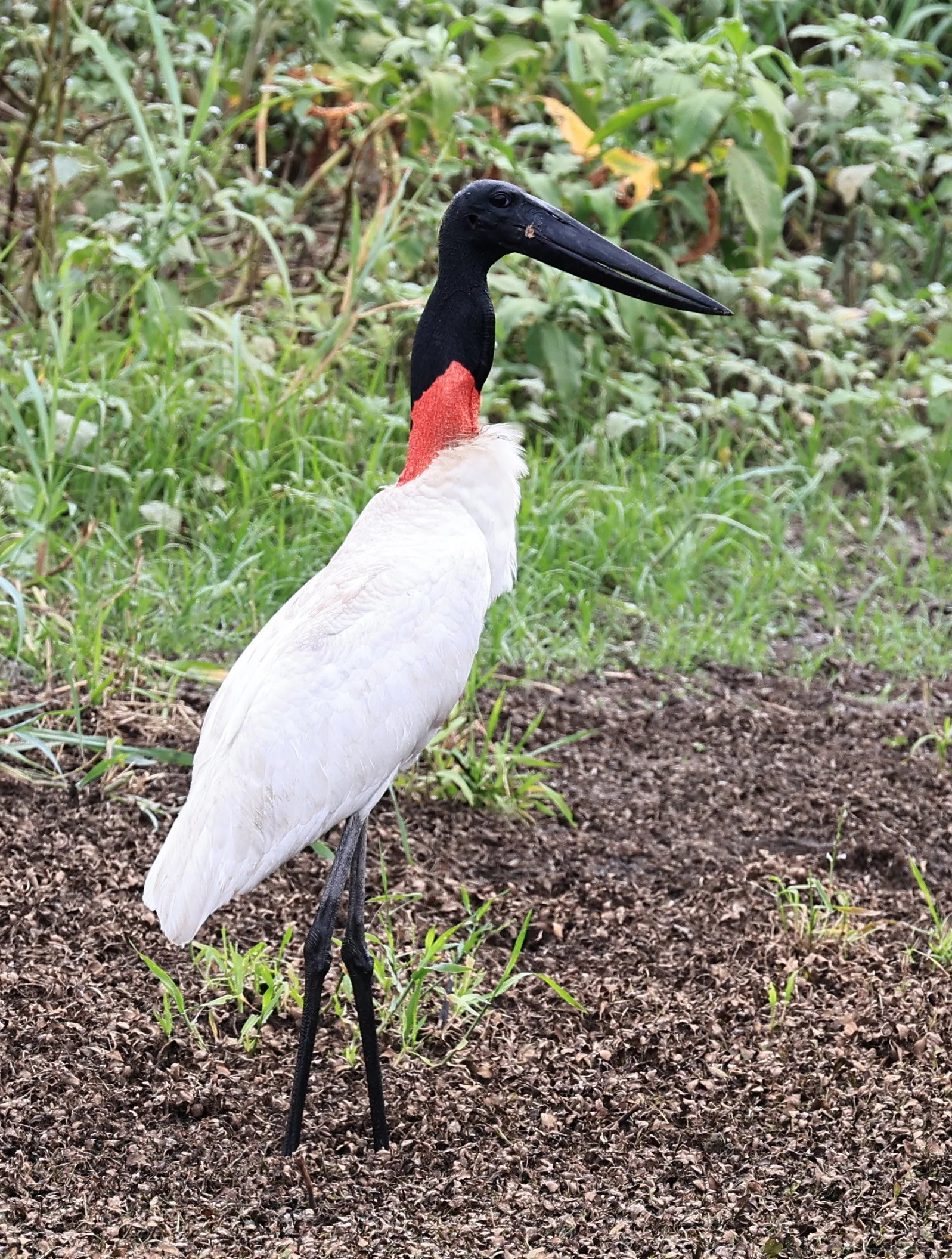 Jabiru (Jabiru mycteria) Agua Dulce Paraguay (39).jpg