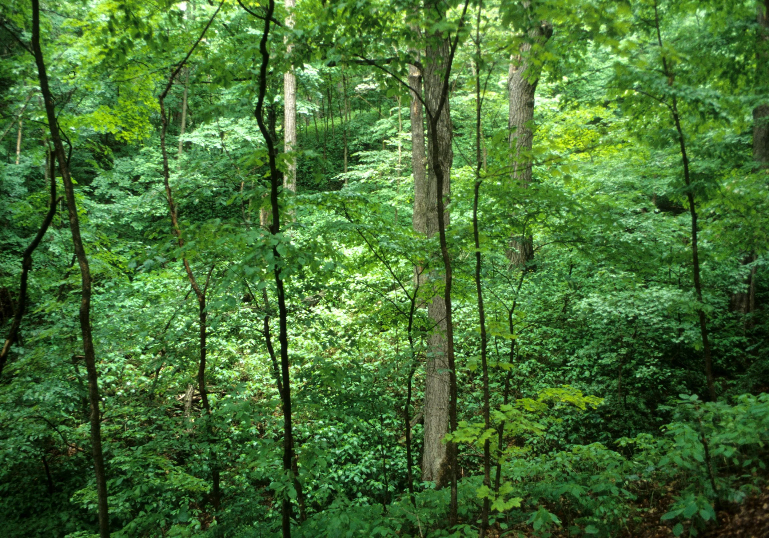 Midwestern Hardwood Forest at Effigy Mounds National Monument Iowa