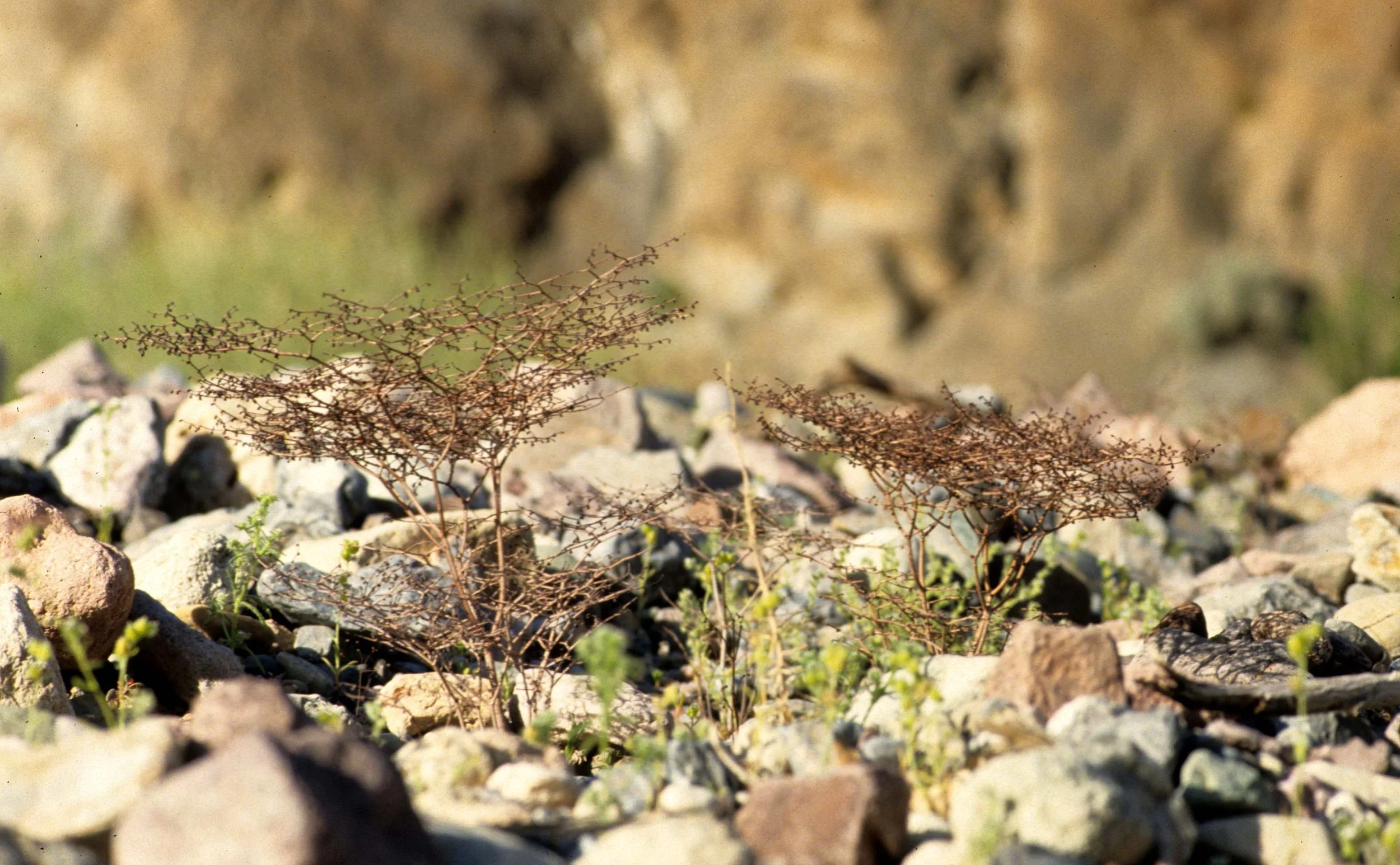 DEATH VALLEY - ERIOGONUM SPECIES - FLAT-CROWNED ERIOGONUM - PAGODA.jpg