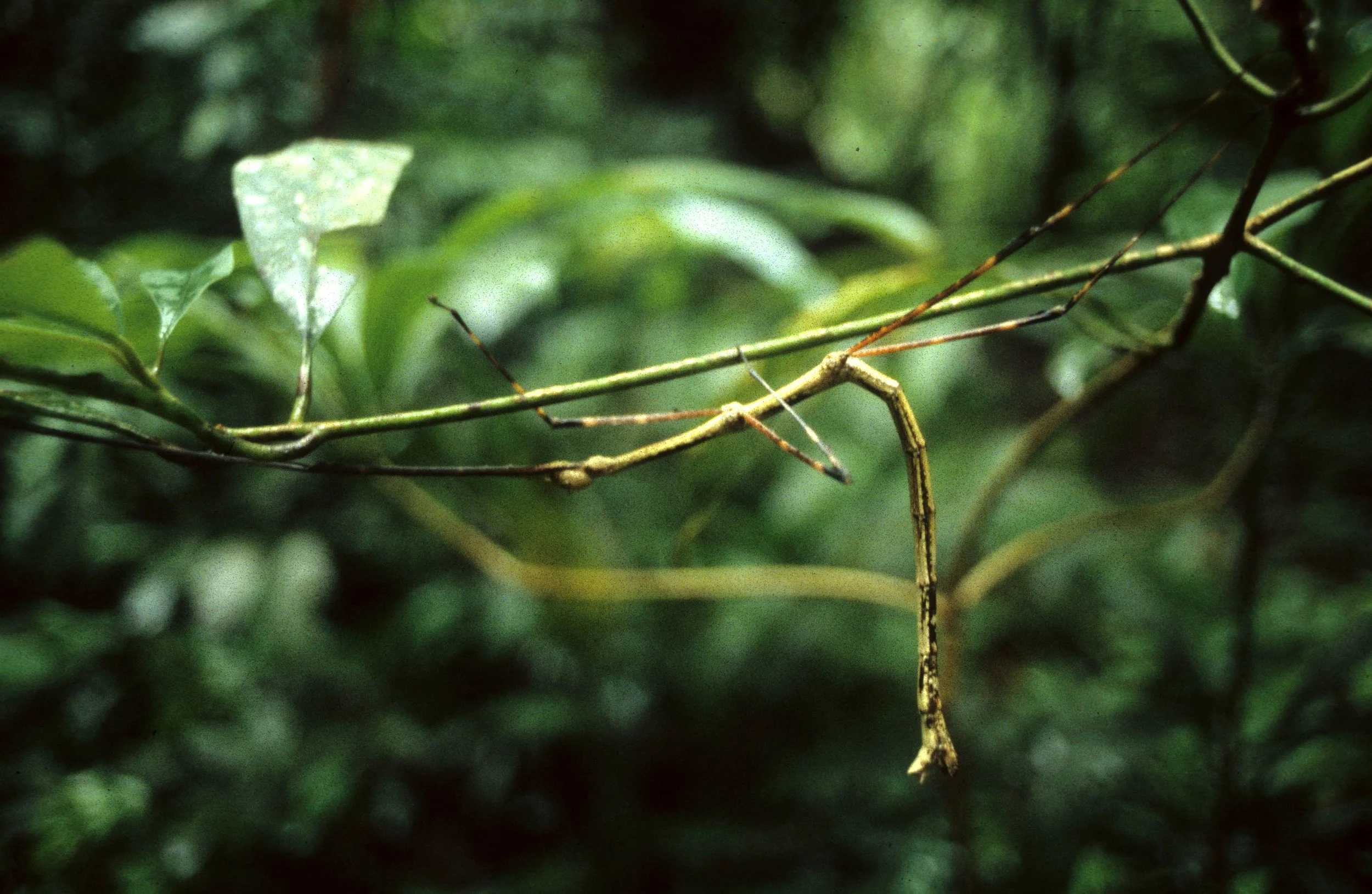 INVERT - ORTHOPTERA - WALKING STICK.jpg
