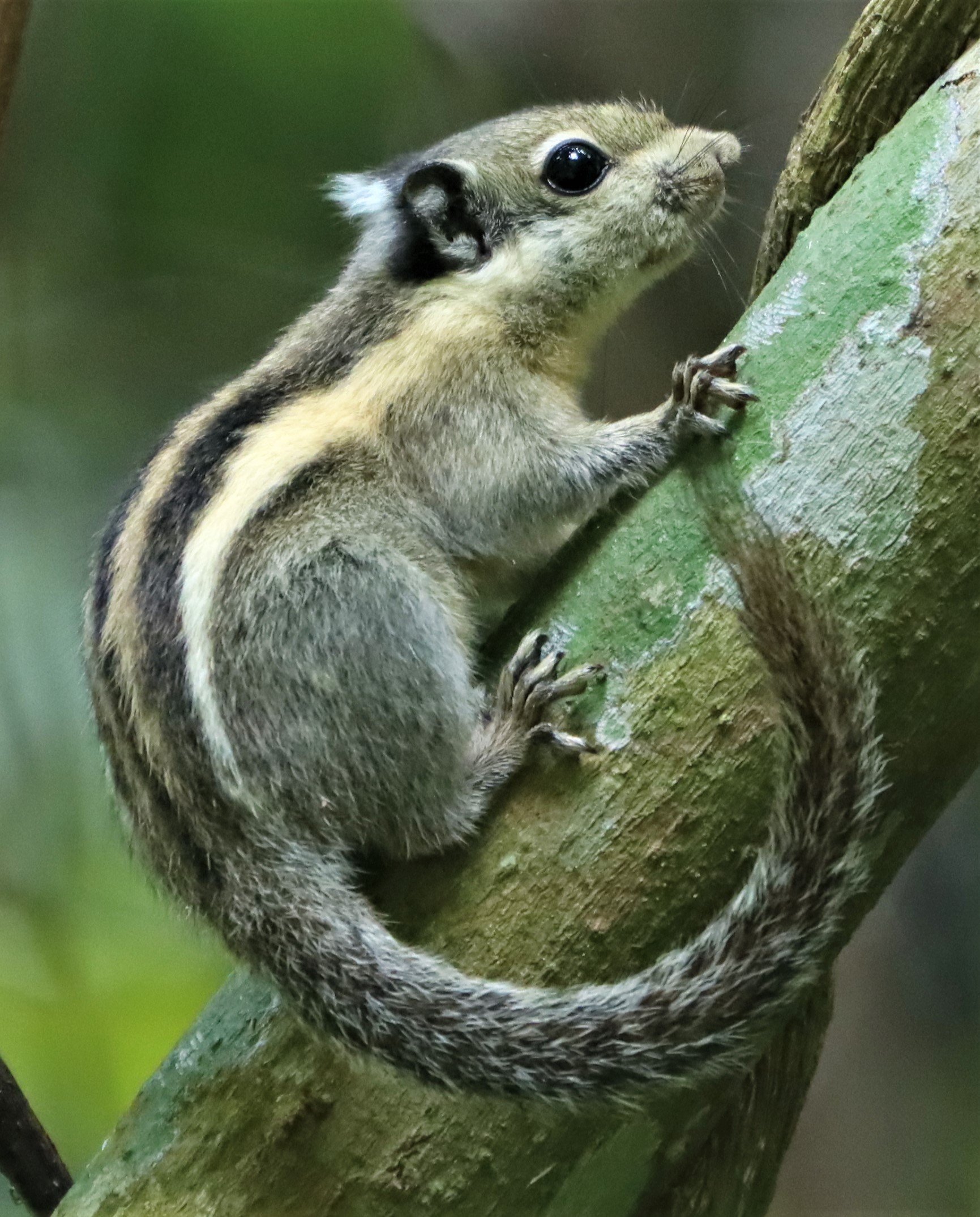 Tamiops mcclellandii - WESTERN STRIPED SQUIRREL - DOI INTHANON JULY 2 2021 (7).jpg