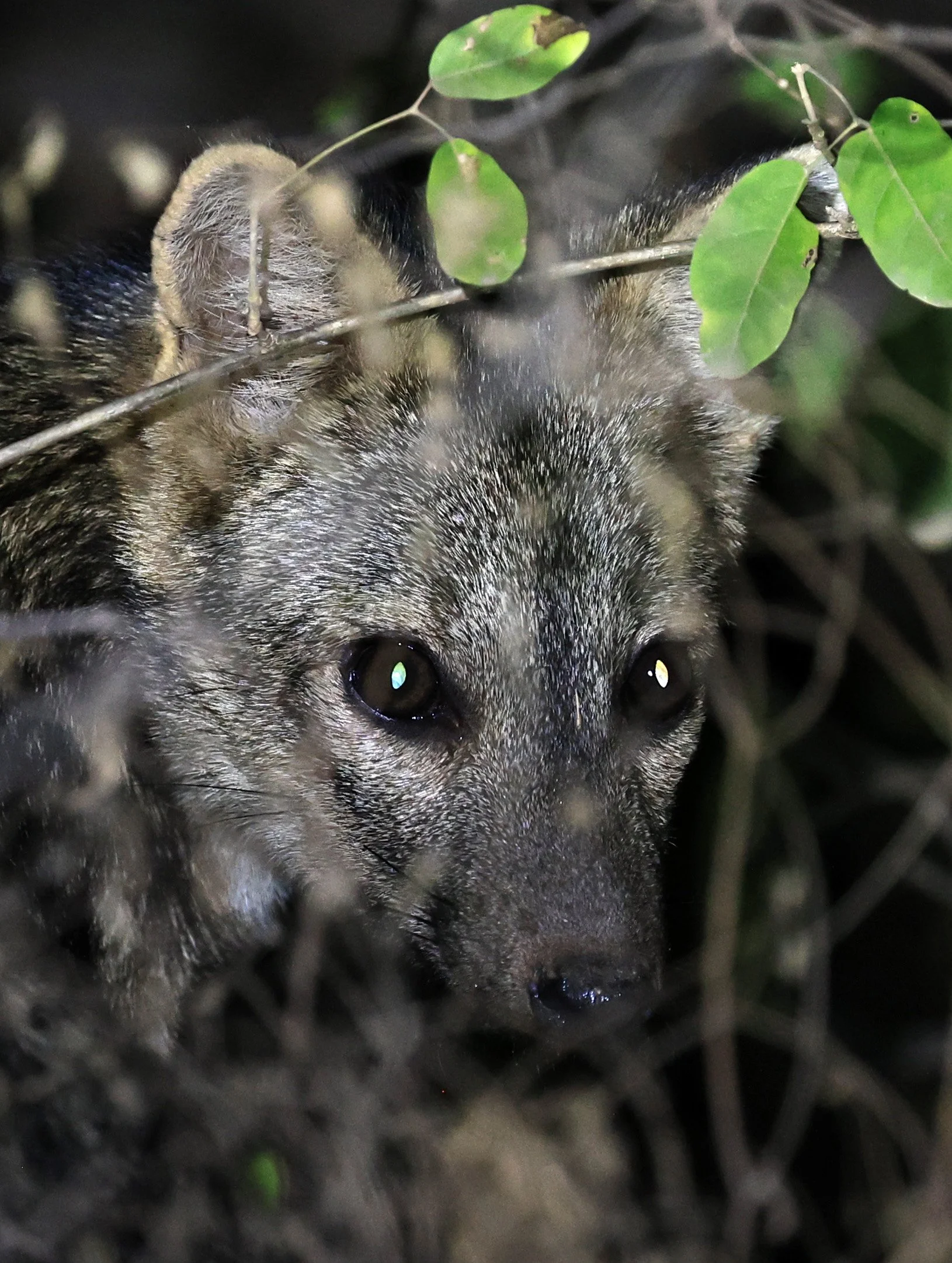 Crab-eating Fox (Cerdocyon thous) Agua Dulce Paraguay (53).jpg