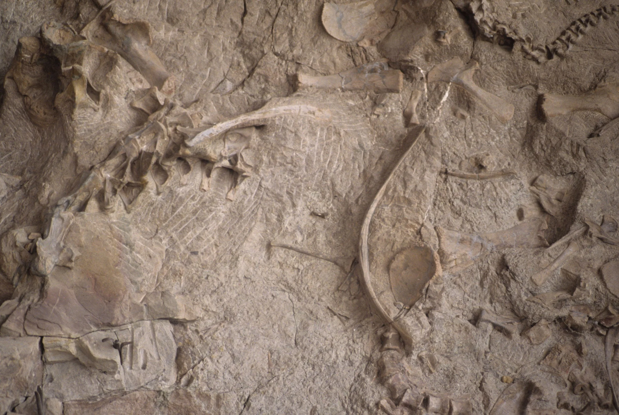 UTAH - DINOSAUR NM - BONES  (4).jpg