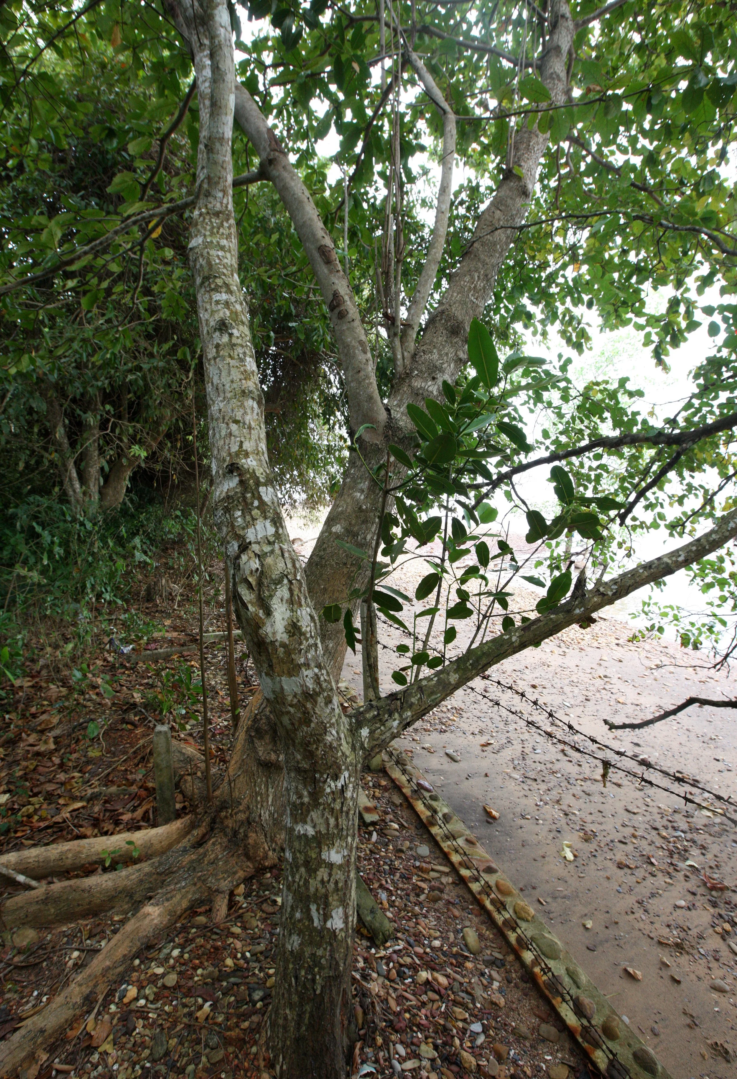 LANTA ISLAND - OUR PROPERTY - WINTER 2011 (12).JPG