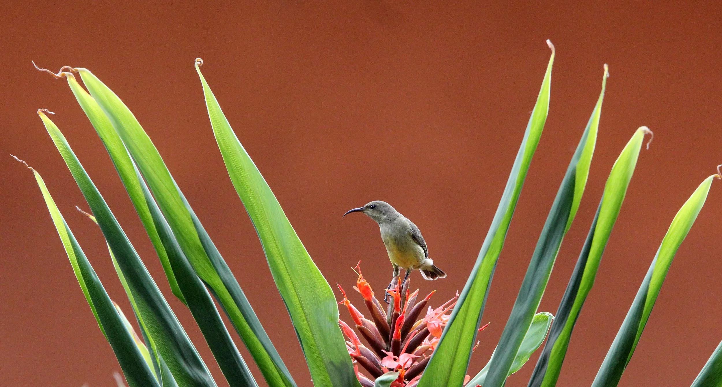 BIRD - SUNBIRD - OLIVE SUNBIRD - CYANOMITRA OLIVACEA - RUHENGERI RWANDA (12).JPG