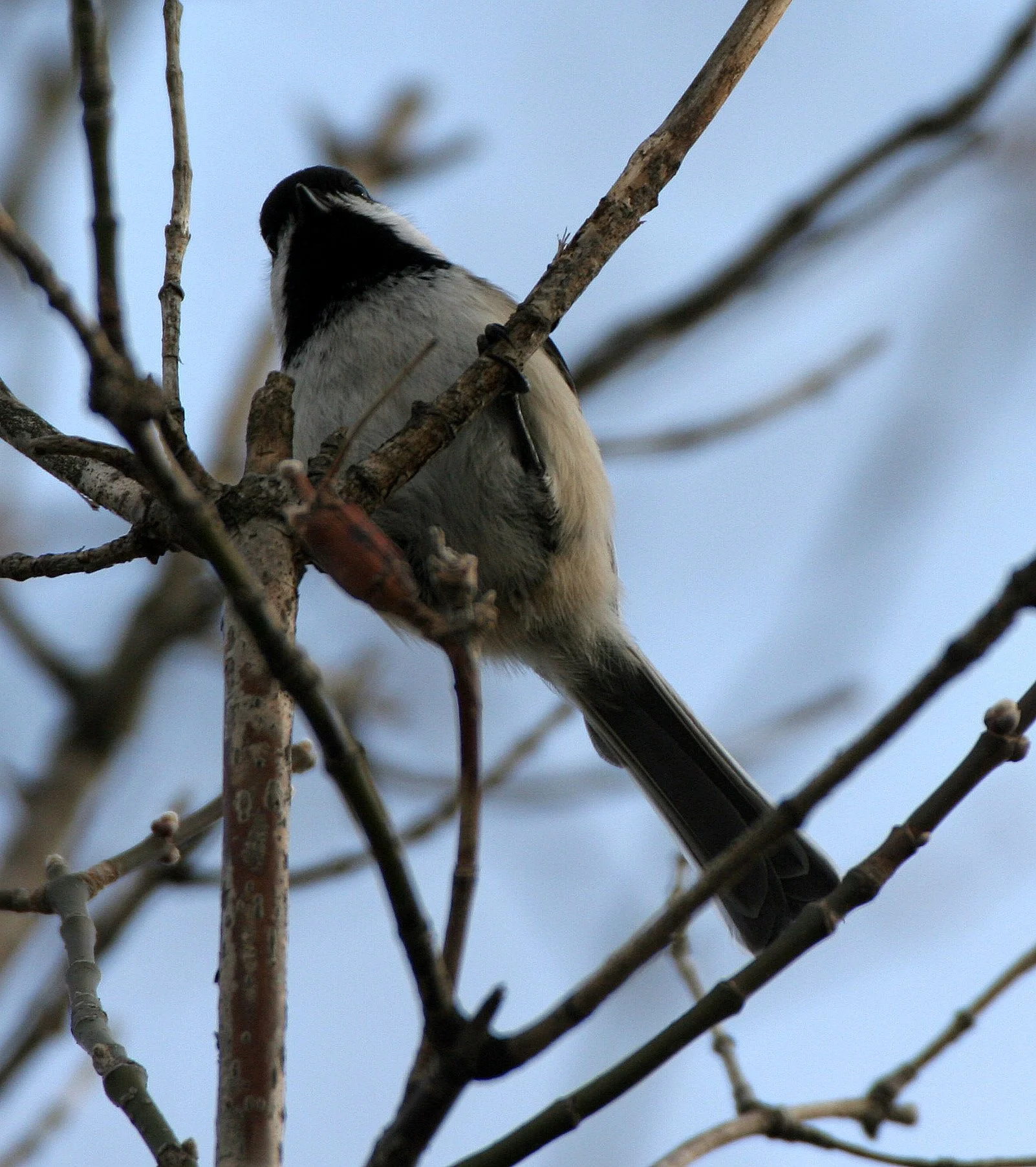Black-capped chickadee (Poecile atricapillus) Lincoln Marsh, Wheaton Illinois (4).JPG
