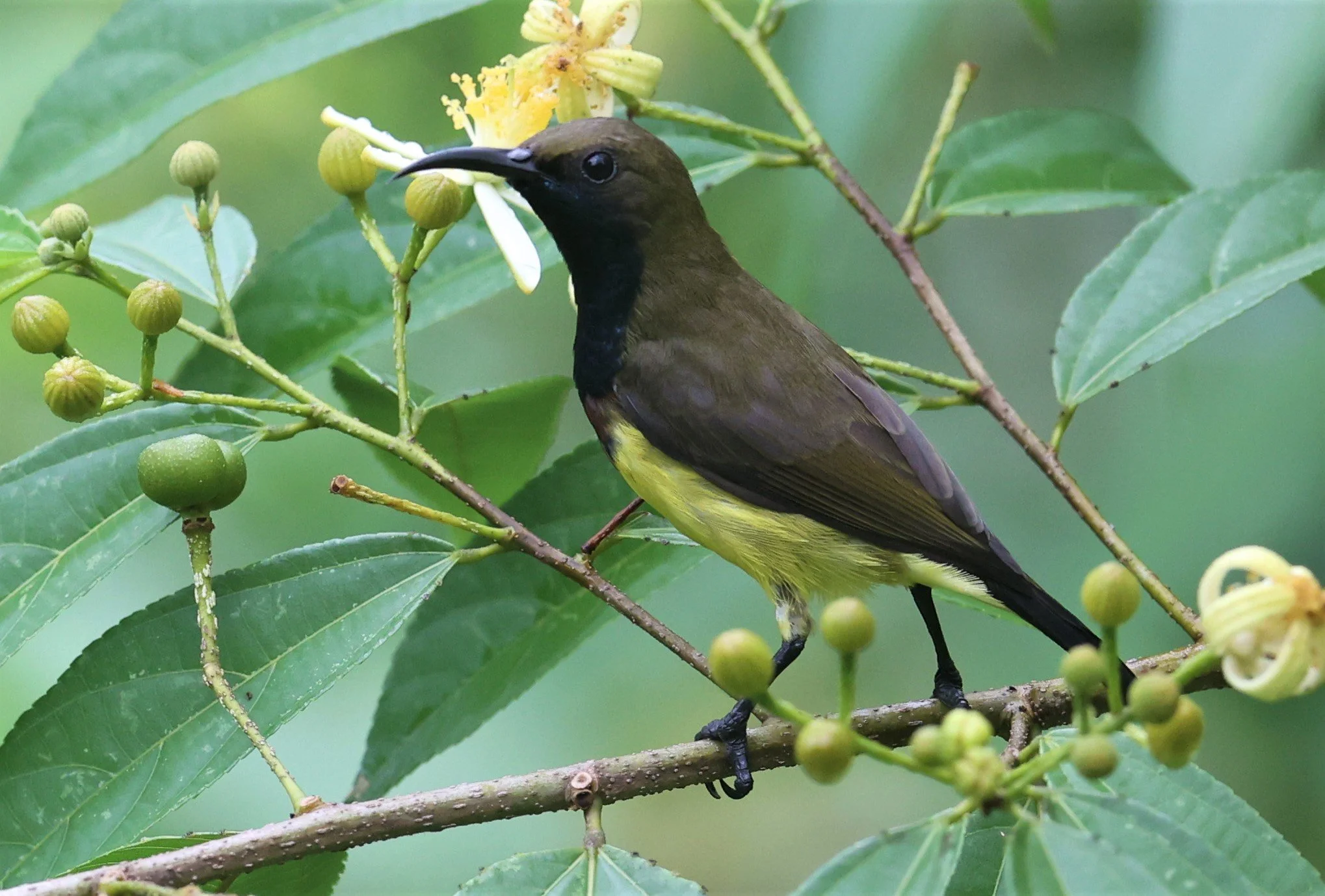 SUNBIRD - OLIVE-BACKED SUNBIRD - Nectarinia jugularis - KAENG KRACHAN NATIONAL PARK 16 OCT 2021 (72).jpg